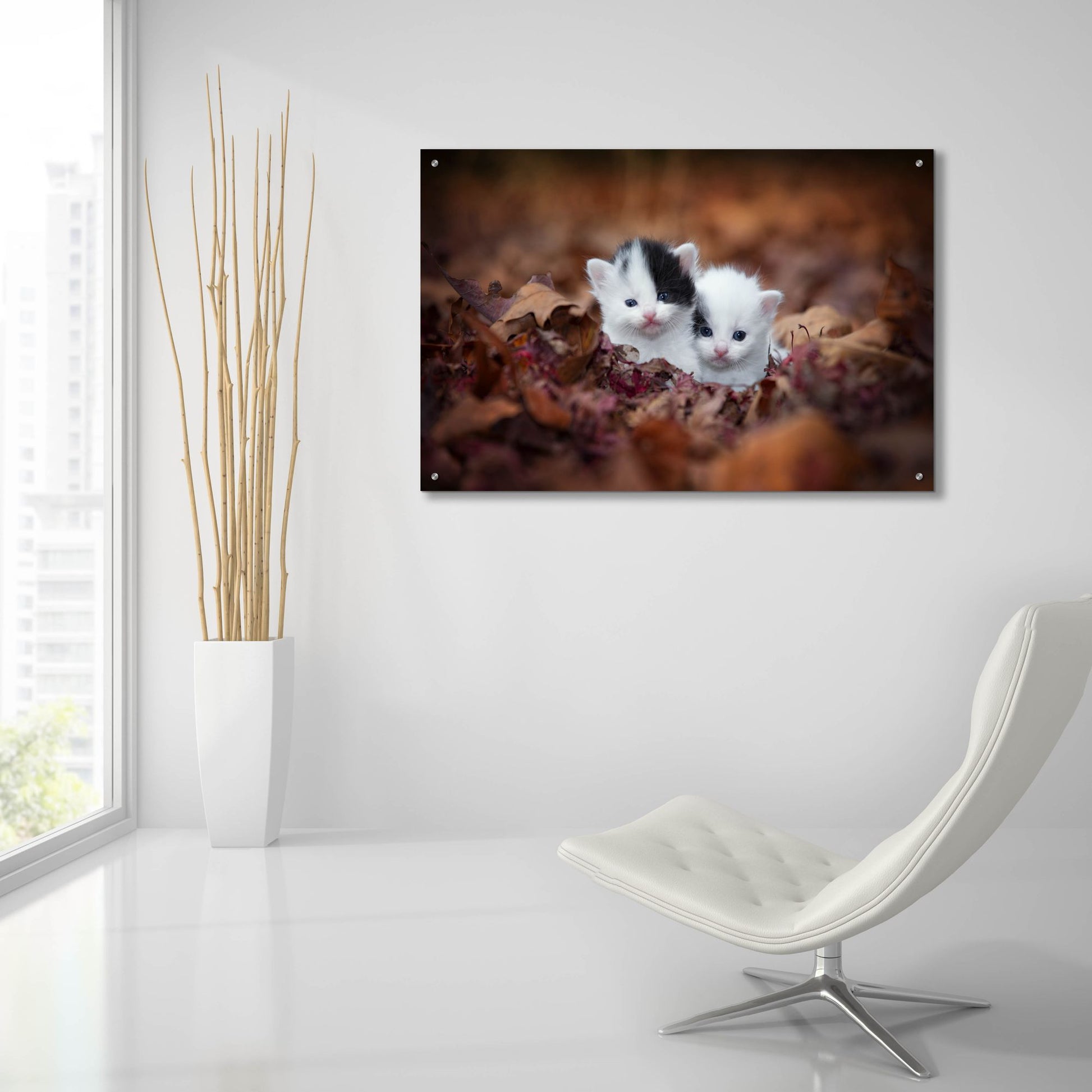 Epic Art 'Kitten Twins' by Jonathan Ross, Acrylic Glass Wall Art,36x24