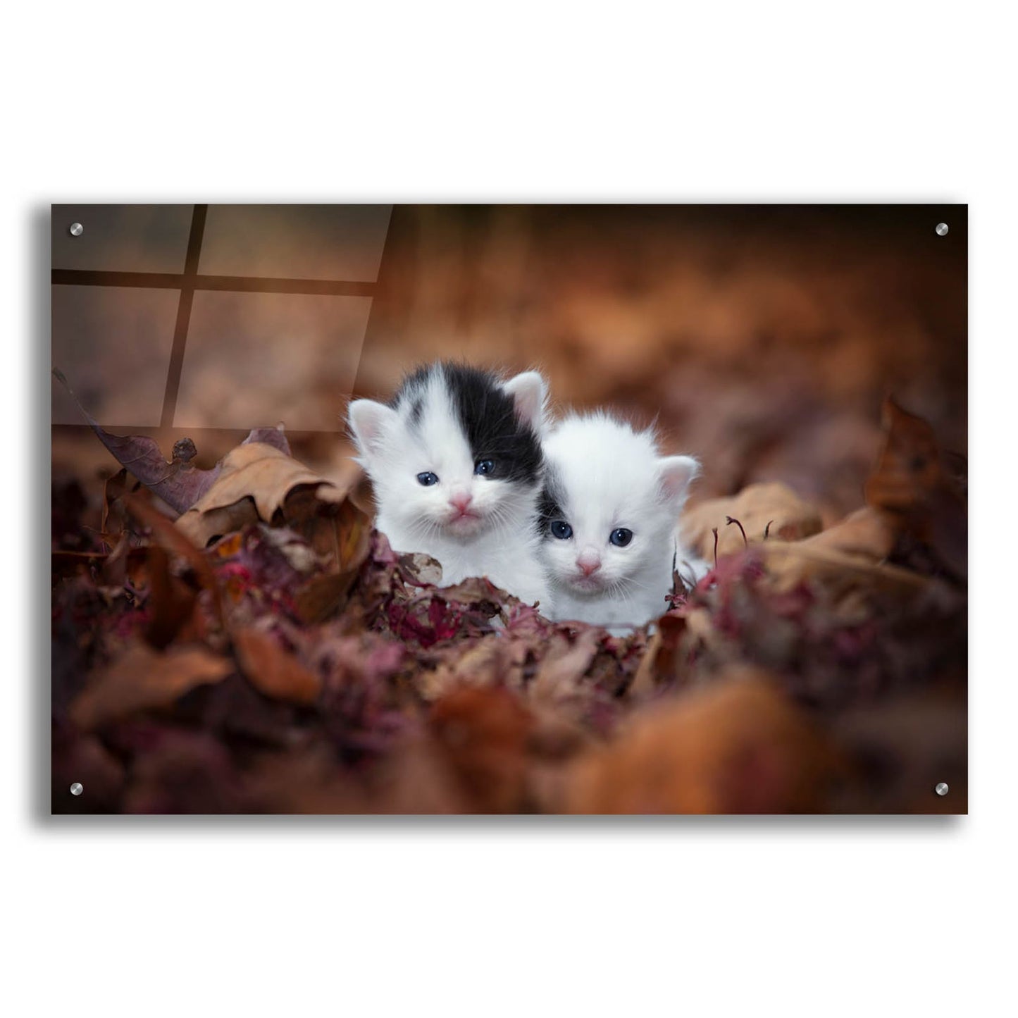 Epic Art 'Kitten Twins' by Jonathan Ross, Acrylic Glass Wall Art,36x24