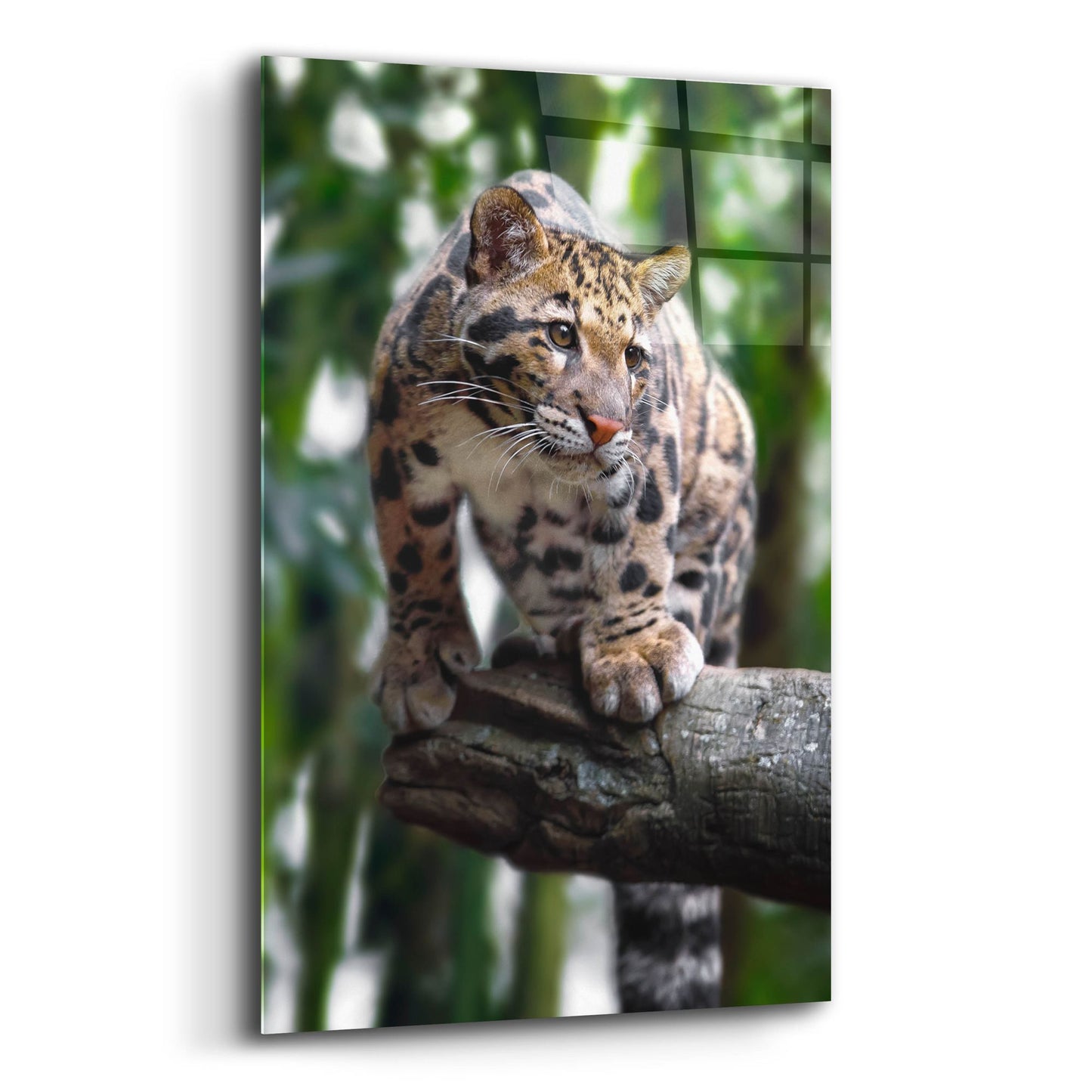 Epic Art 'Leopard Stare' by Jonathan Ross, Acrylic Glass Wall Art,12x16