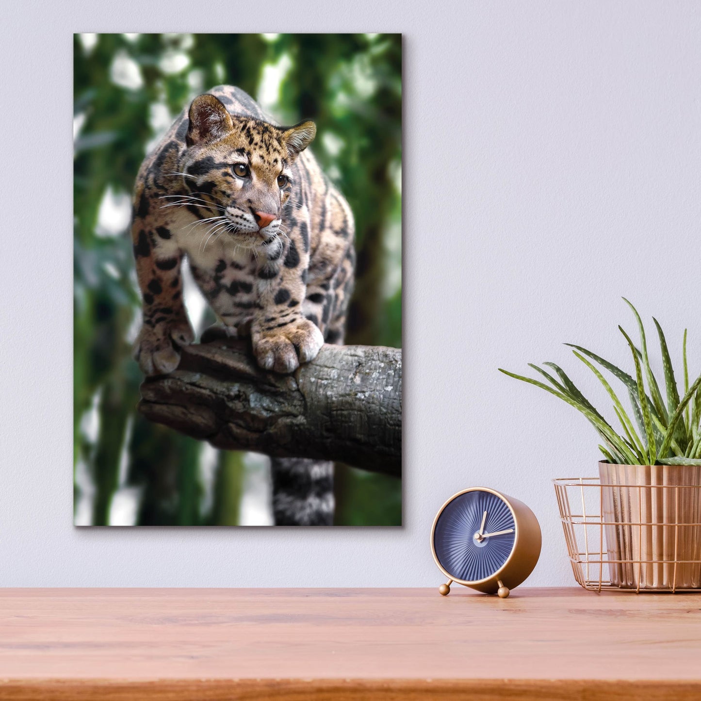 Epic Art 'Leopard Stare' by Jonathan Ross, Acrylic Glass Wall Art,12x16