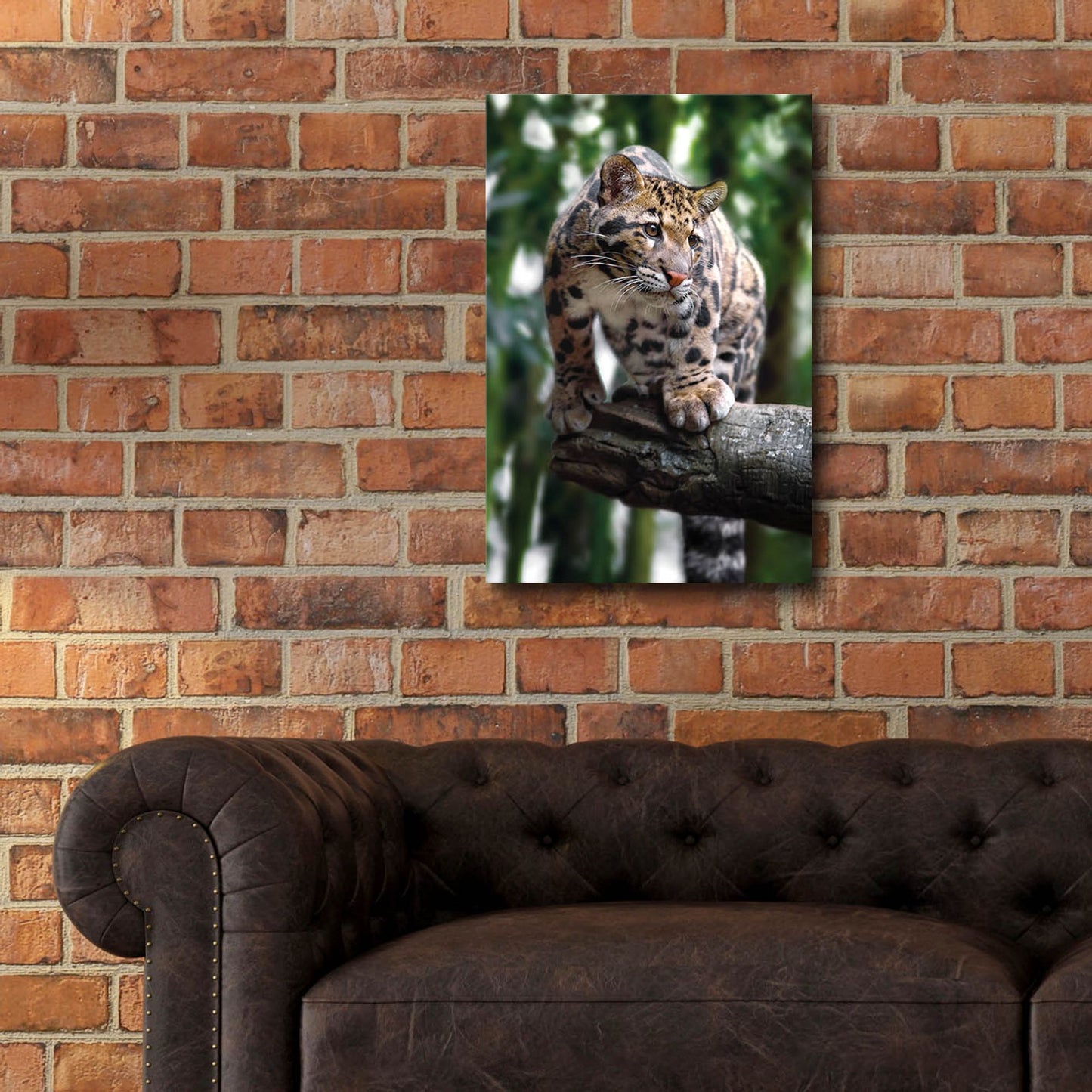 Epic Art 'Leopard Stare' by Jonathan Ross, Acrylic Glass Wall Art,16x24