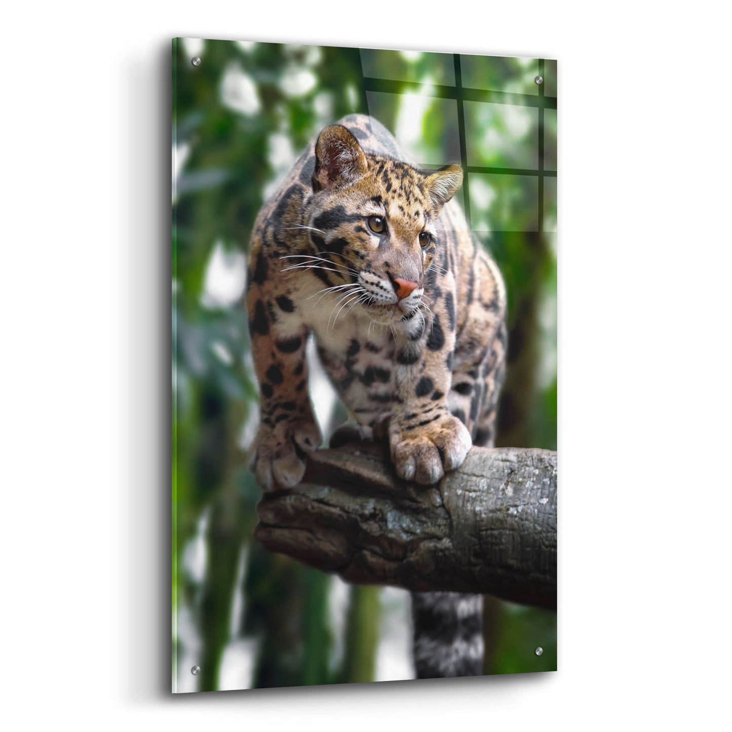 Epic Art 'Leopard Stare' by Jonathan Ross, Acrylic Glass Wall Art,24x36