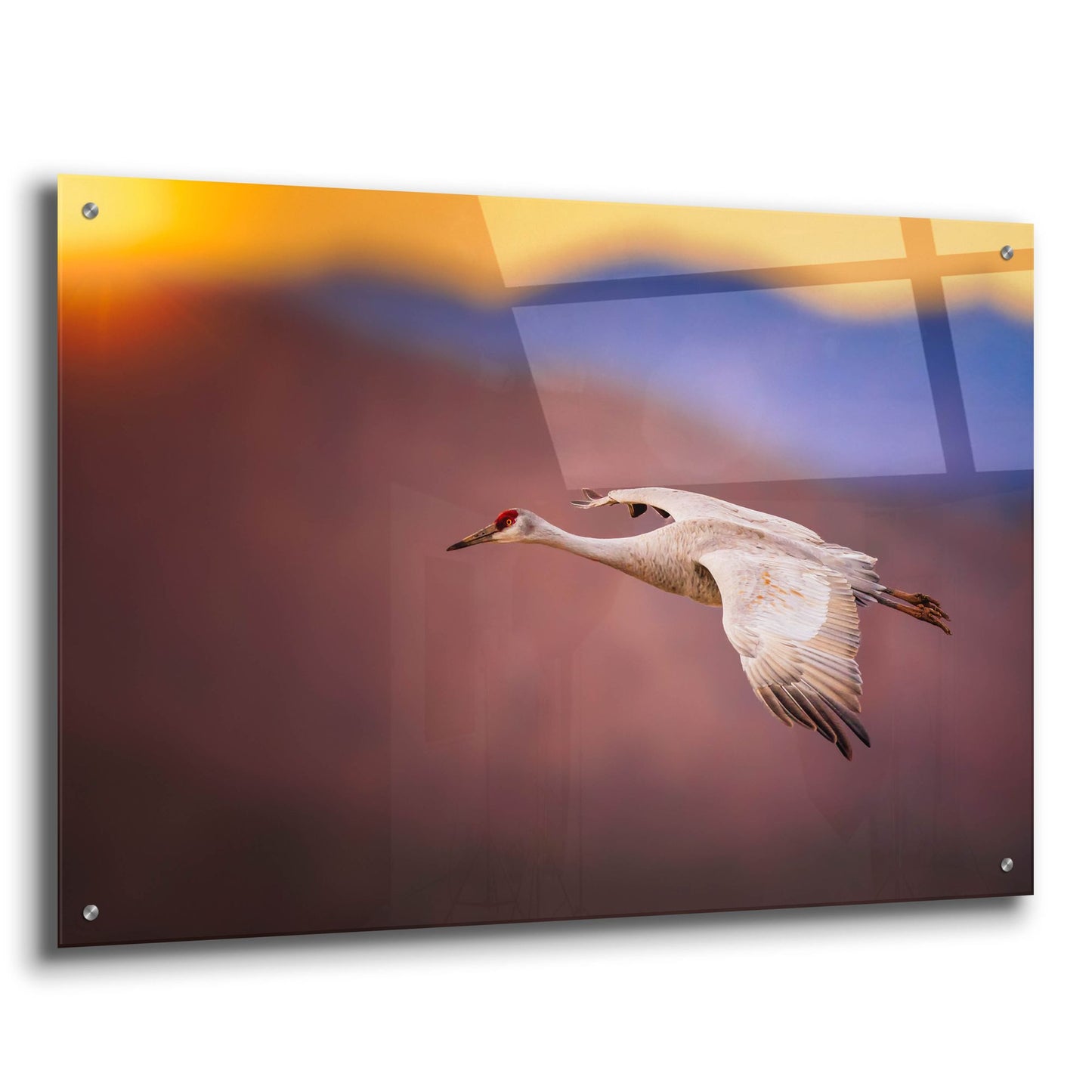 Epic Art 'Sunset Flight' by Jonathan Ross, Acrylic Glass Wall Art,36x24