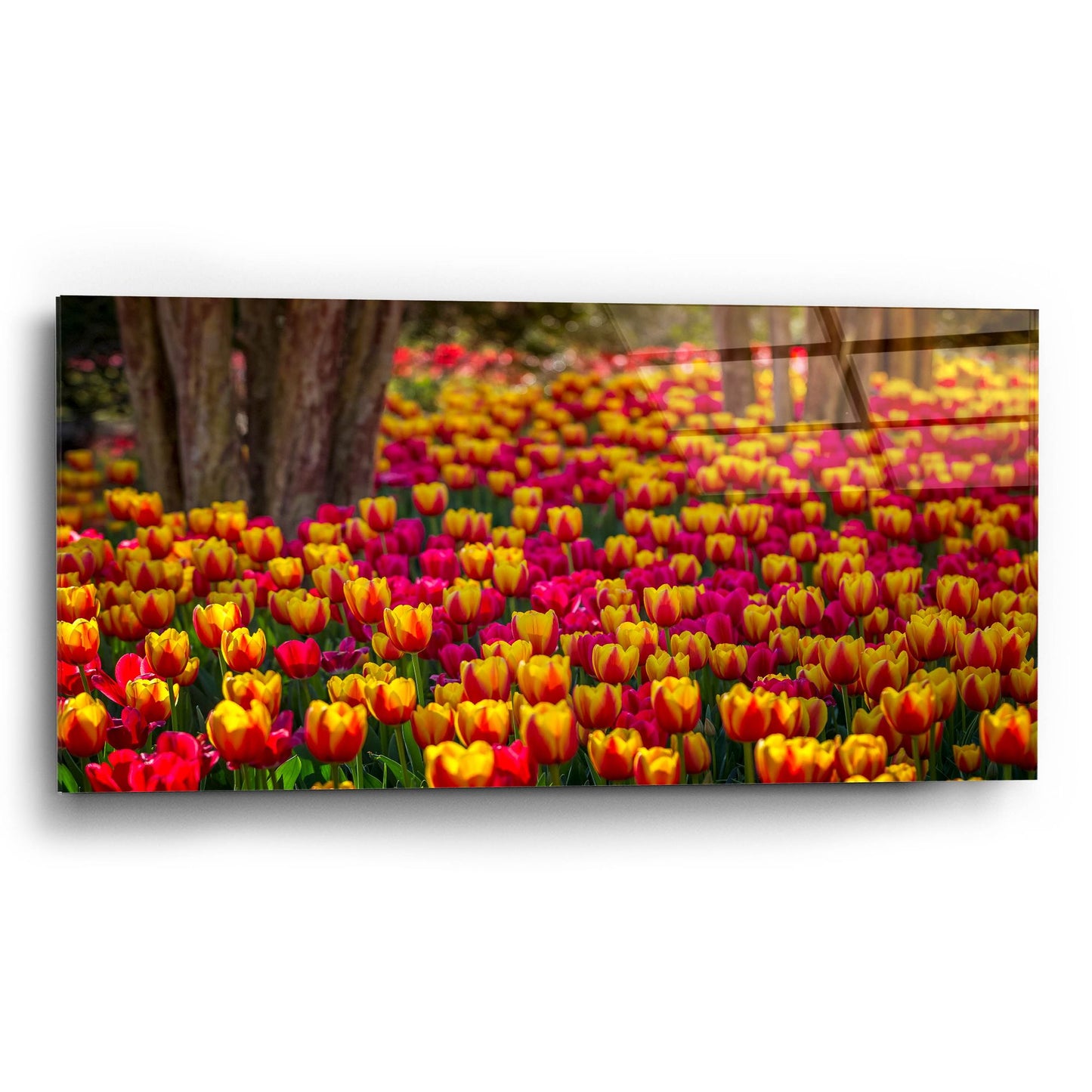 Epic Art 'Tulip Sea' by Jonathan Ross, Acrylic Glass Wall Art,24x12