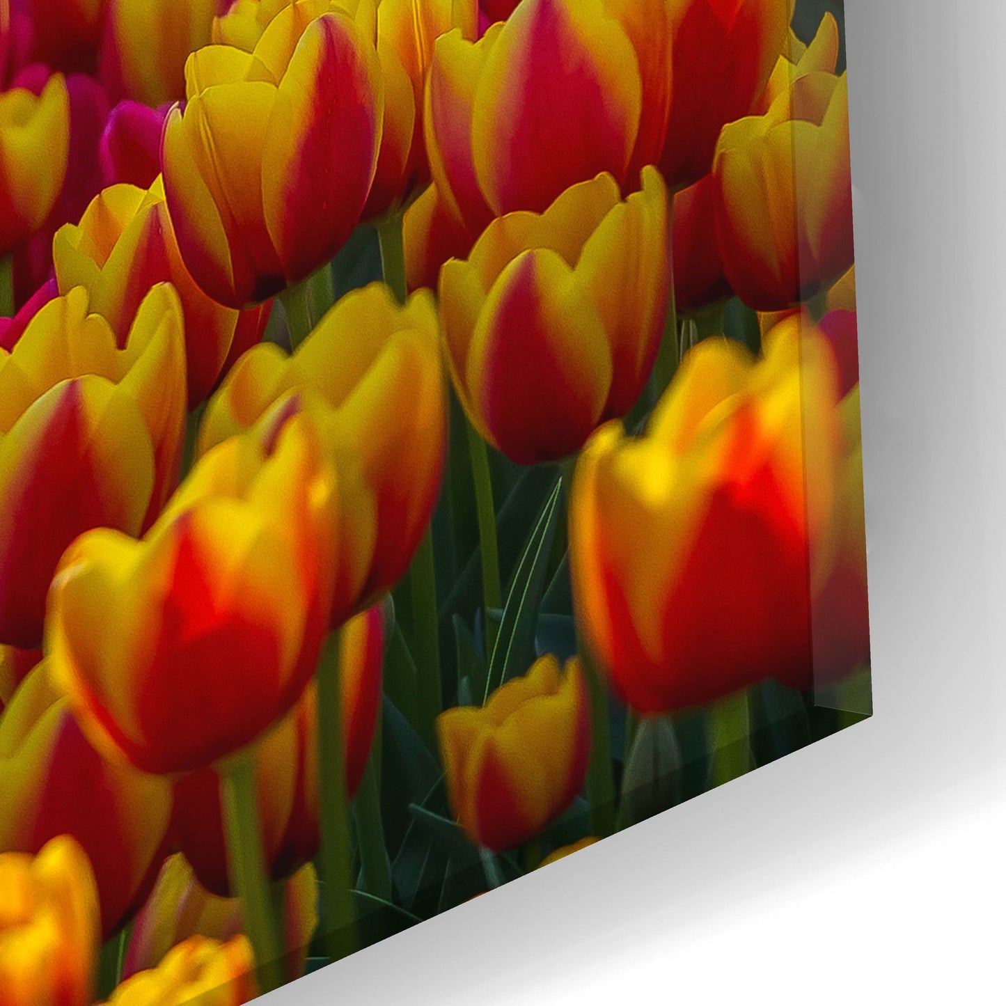 Epic Art 'Tulip Sea' by Jonathan Ross, Acrylic Glass Wall Art,24x12