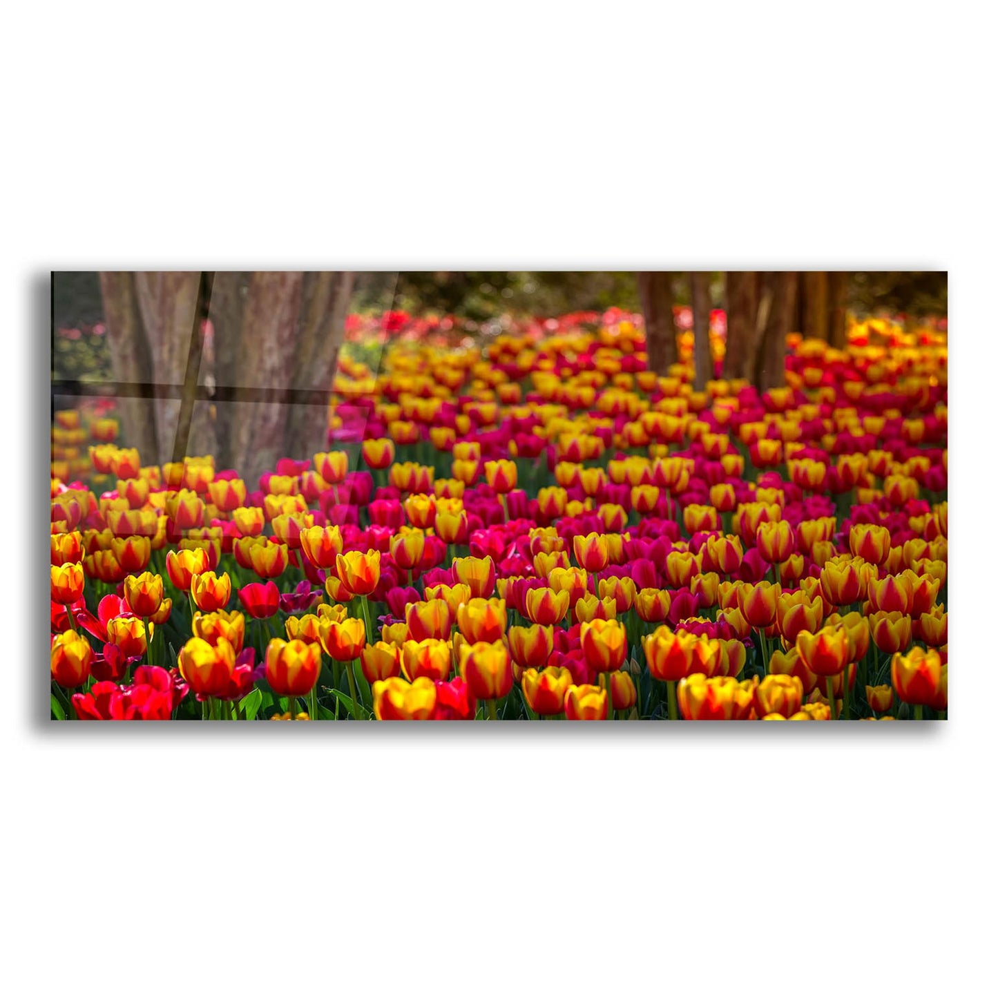 Epic Art 'Tulip Sea' by Jonathan Ross, Acrylic Glass Wall Art,24x12