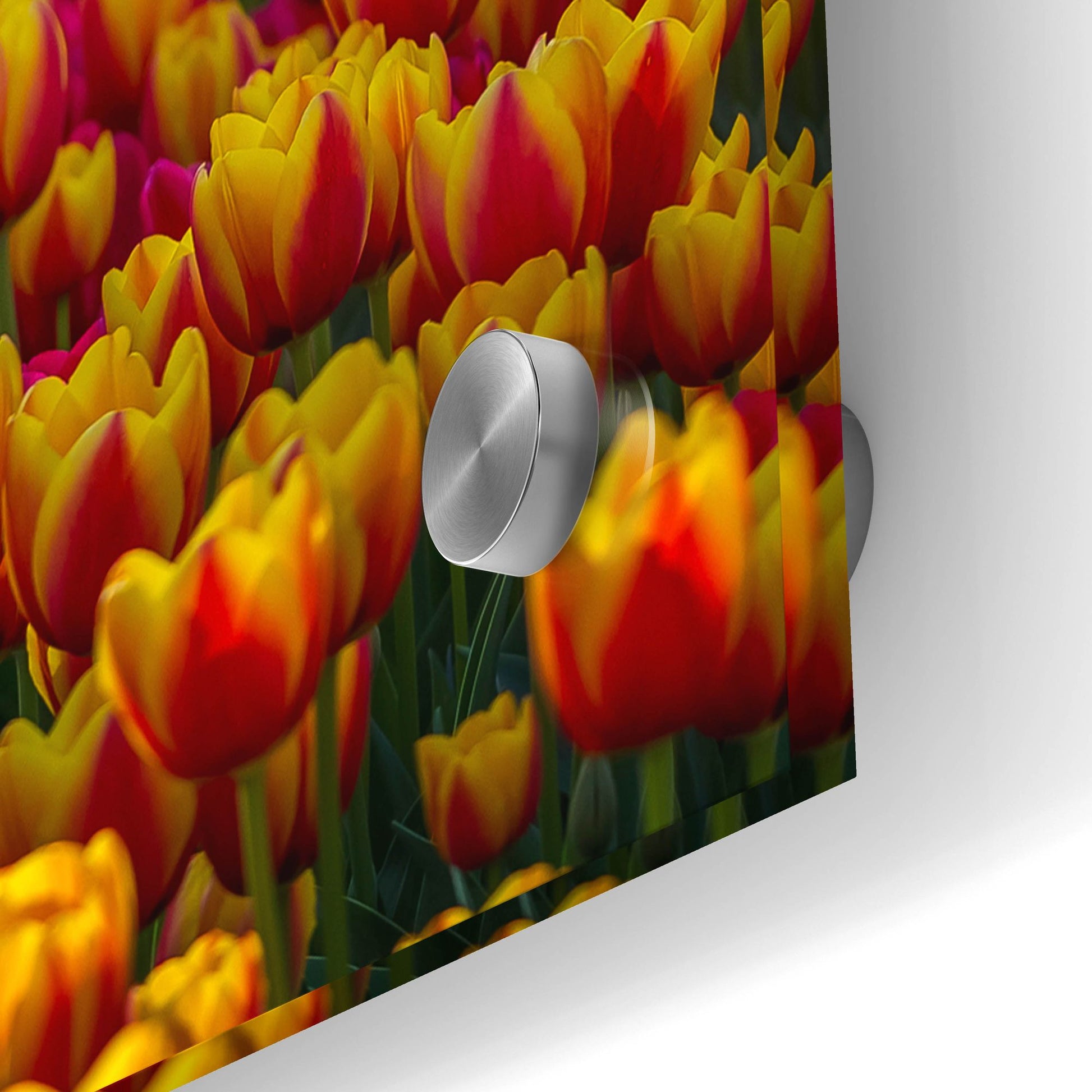 Epic Art 'Tulip Sea' by Jonathan Ross, Acrylic Glass Wall Art,48x24