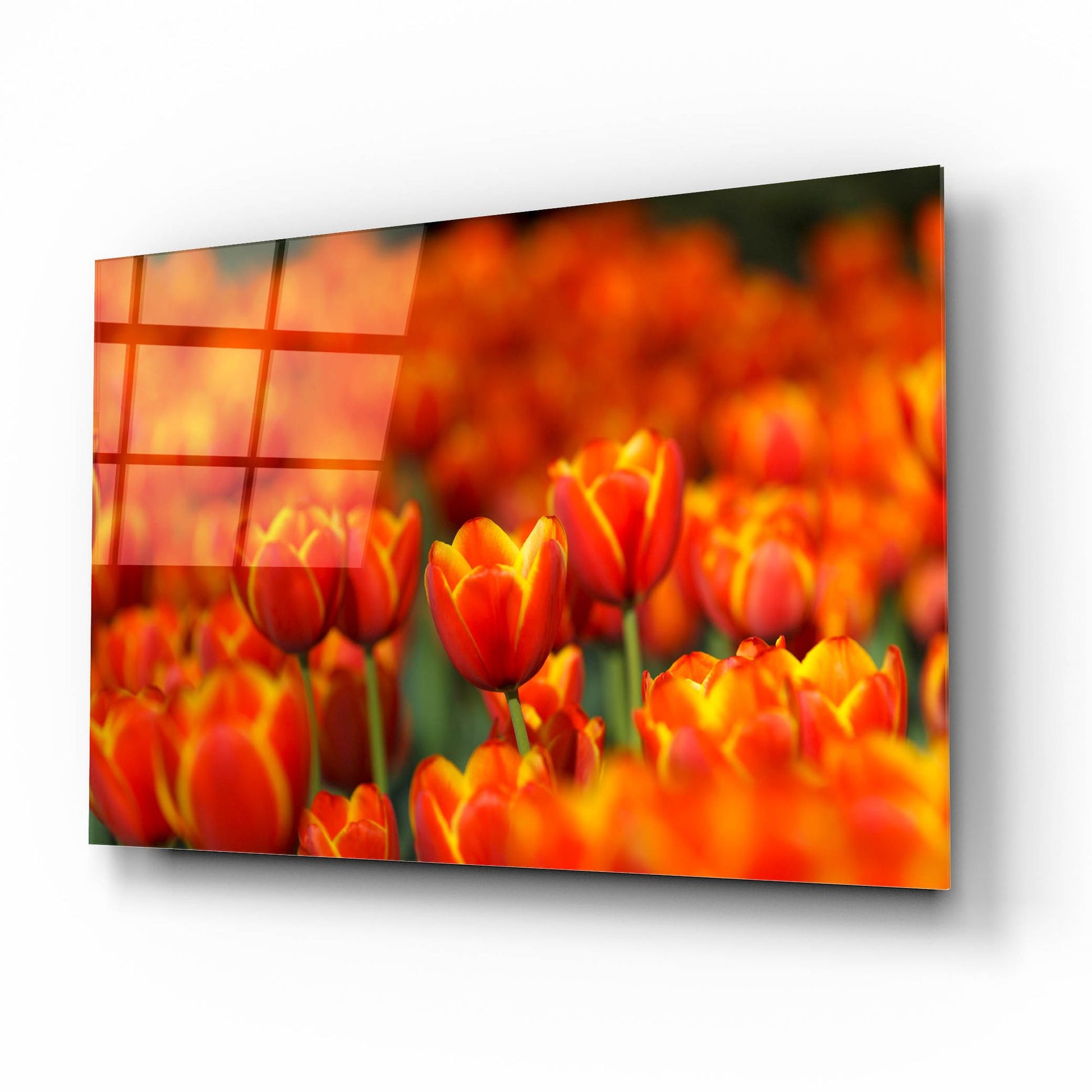 Epic Art 'Tulips Forever' by Jonathan Ross, Acrylic Glass Wall Art,16x12