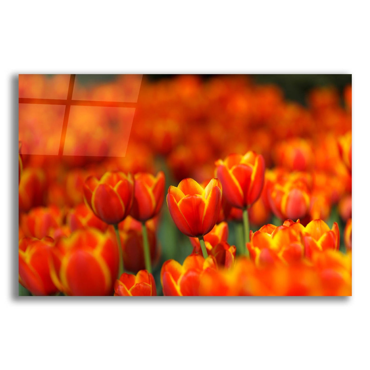 Epic Art 'Tulips Forever' by Jonathan Ross, Acrylic Glass Wall Art,16x12