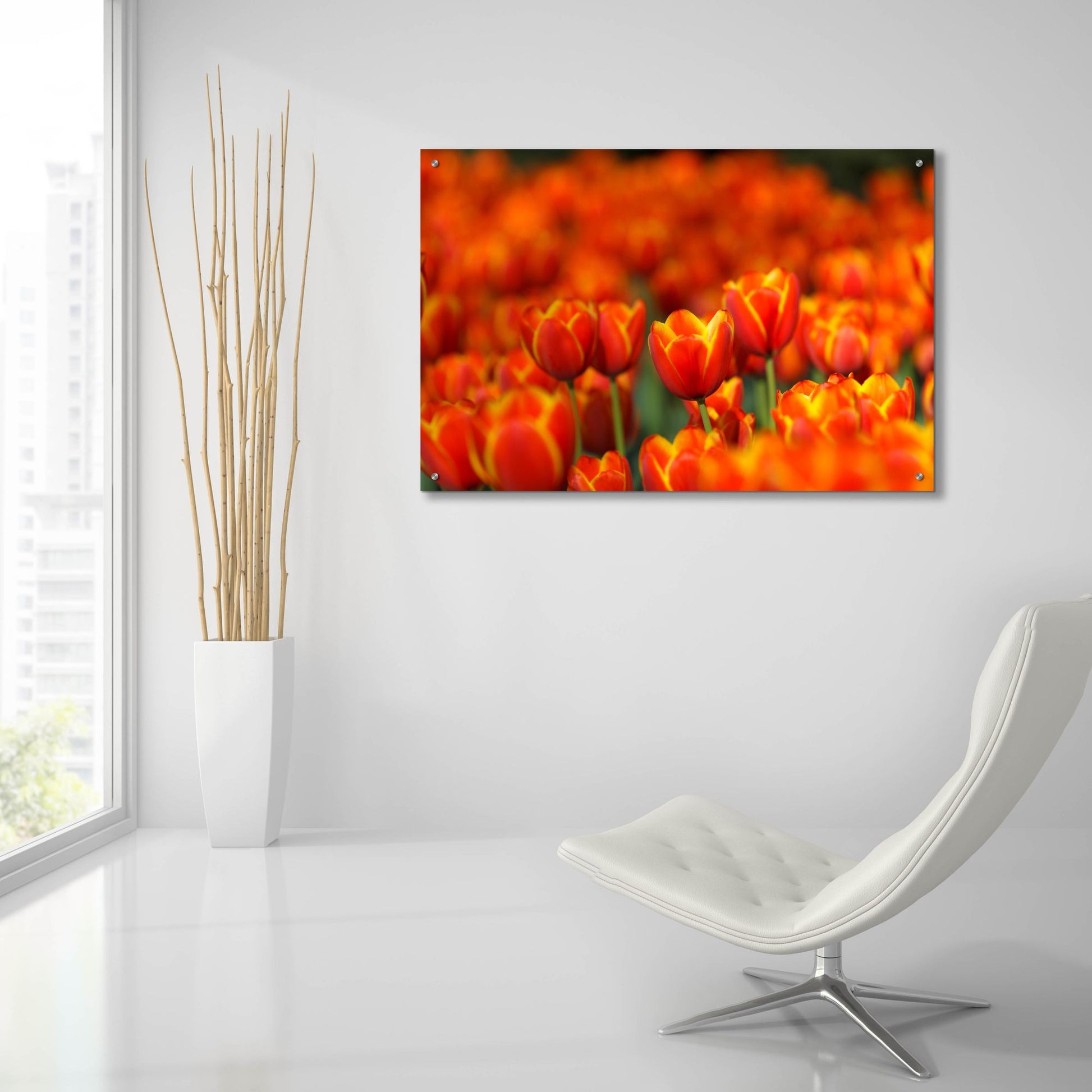 Epic Art 'Tulips Forever' by Jonathan Ross, Acrylic Glass Wall Art,36x24