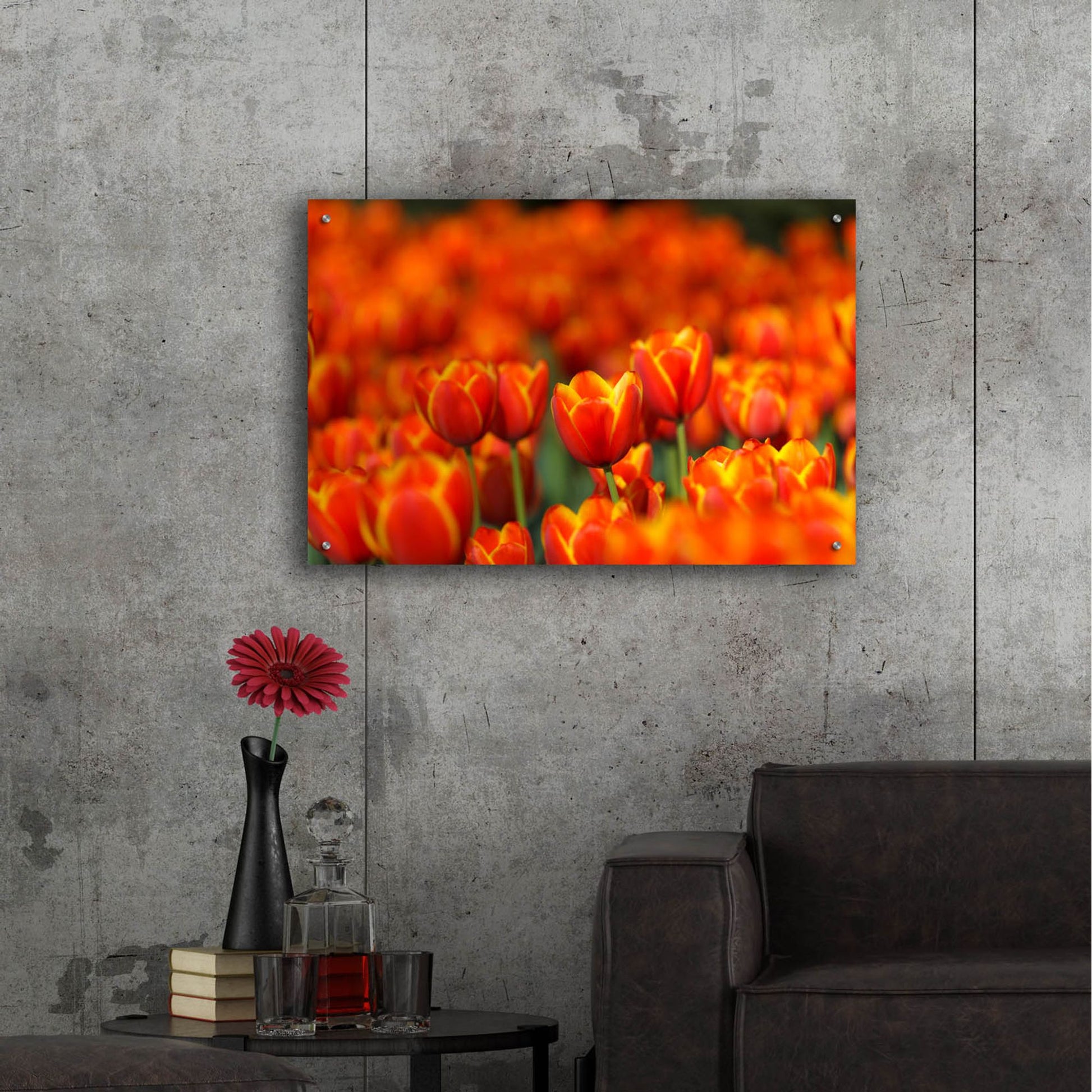 Epic Art 'Tulips Forever' by Jonathan Ross, Acrylic Glass Wall Art,36x24