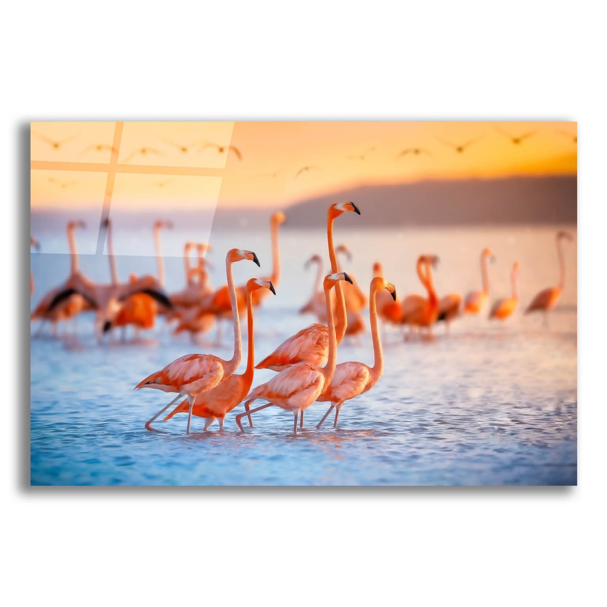 Epic Art 'Wading Flamingos' by Jonathan Ross, Acrylic Glass Wall Art,16x12