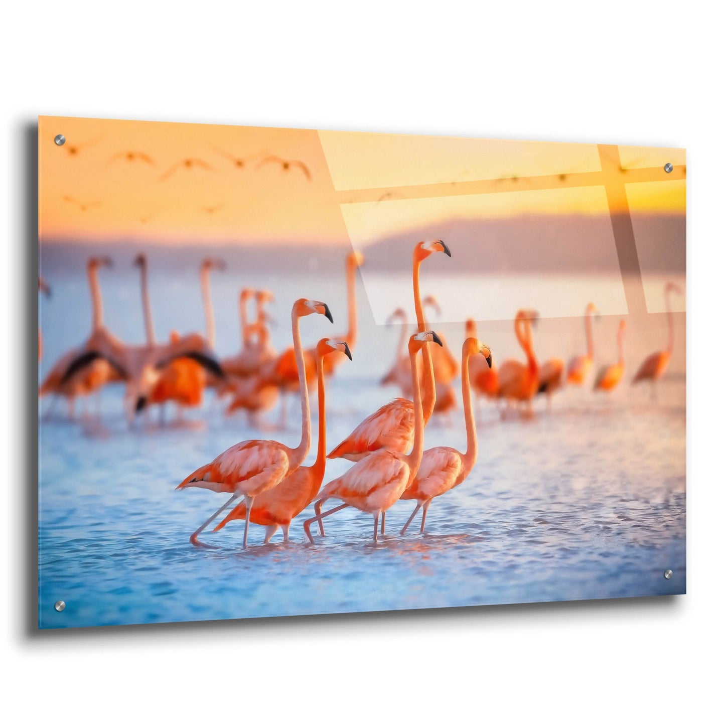 Epic Art 'Wading Flamingos' by Jonathan Ross, Acrylic Glass Wall Art,36x24