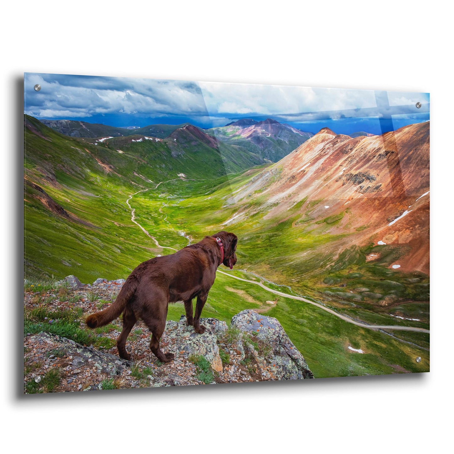 Epic Art 'A Dog On An Adventure' by Jonathan Ross, Acrylic Glass Wall Art,36x24