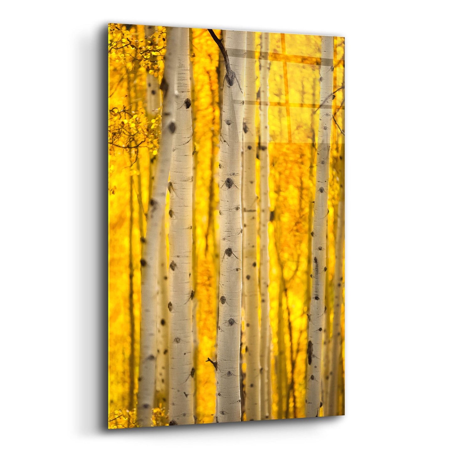 Epic Art 'Aspen Trees' by Jonathan Ross, Acrylic Glass Wall Art,12x16