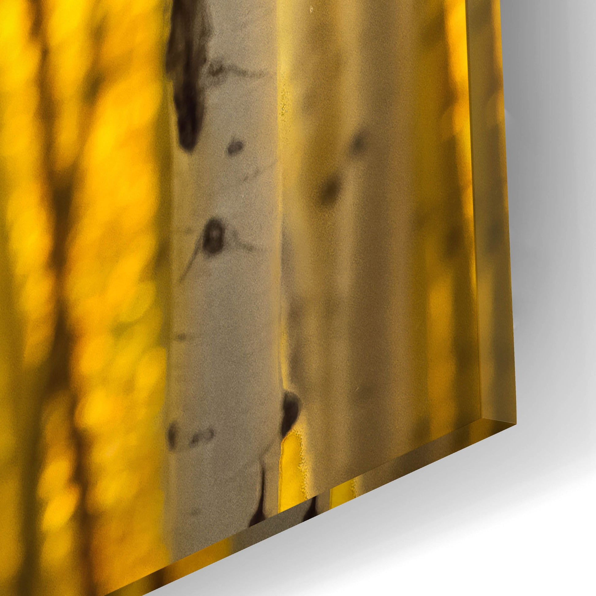 Epic Art 'Aspen Trees' by Jonathan Ross, Acrylic Glass Wall Art,12x16