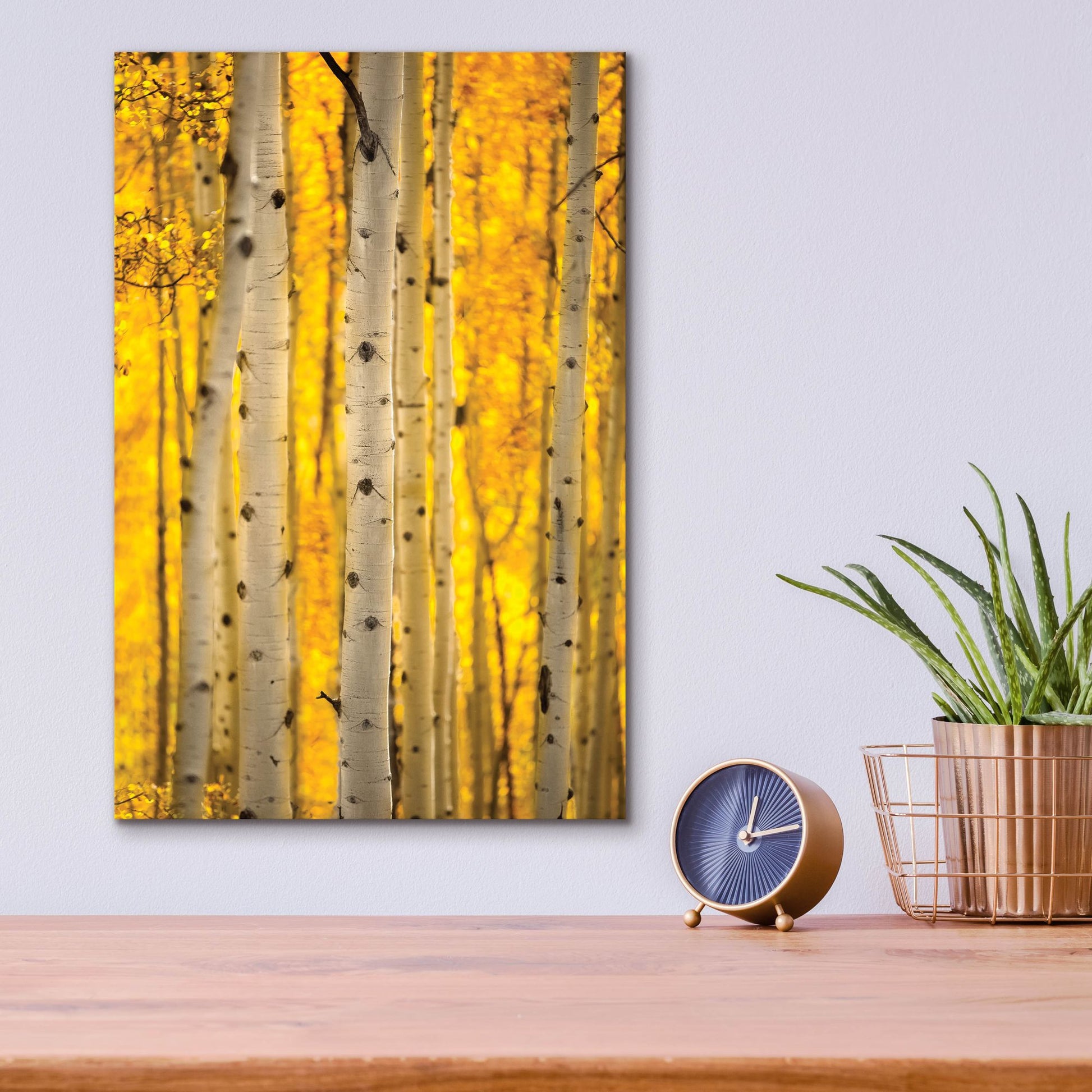 Epic Art 'Aspen Trees' by Jonathan Ross, Acrylic Glass Wall Art,12x16