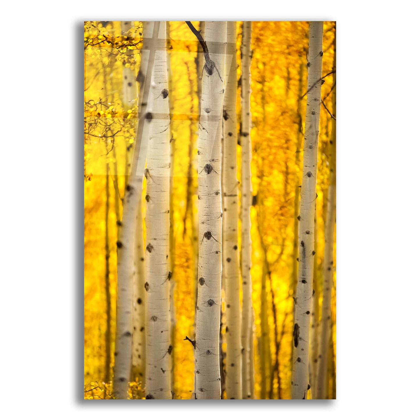 Epic Art 'Aspen Trees' by Jonathan Ross, Acrylic Glass Wall Art,12x16