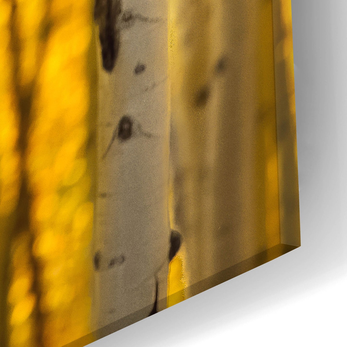 Epic Art 'Aspen Trees' by Jonathan Ross, Acrylic Glass Wall Art,16x24