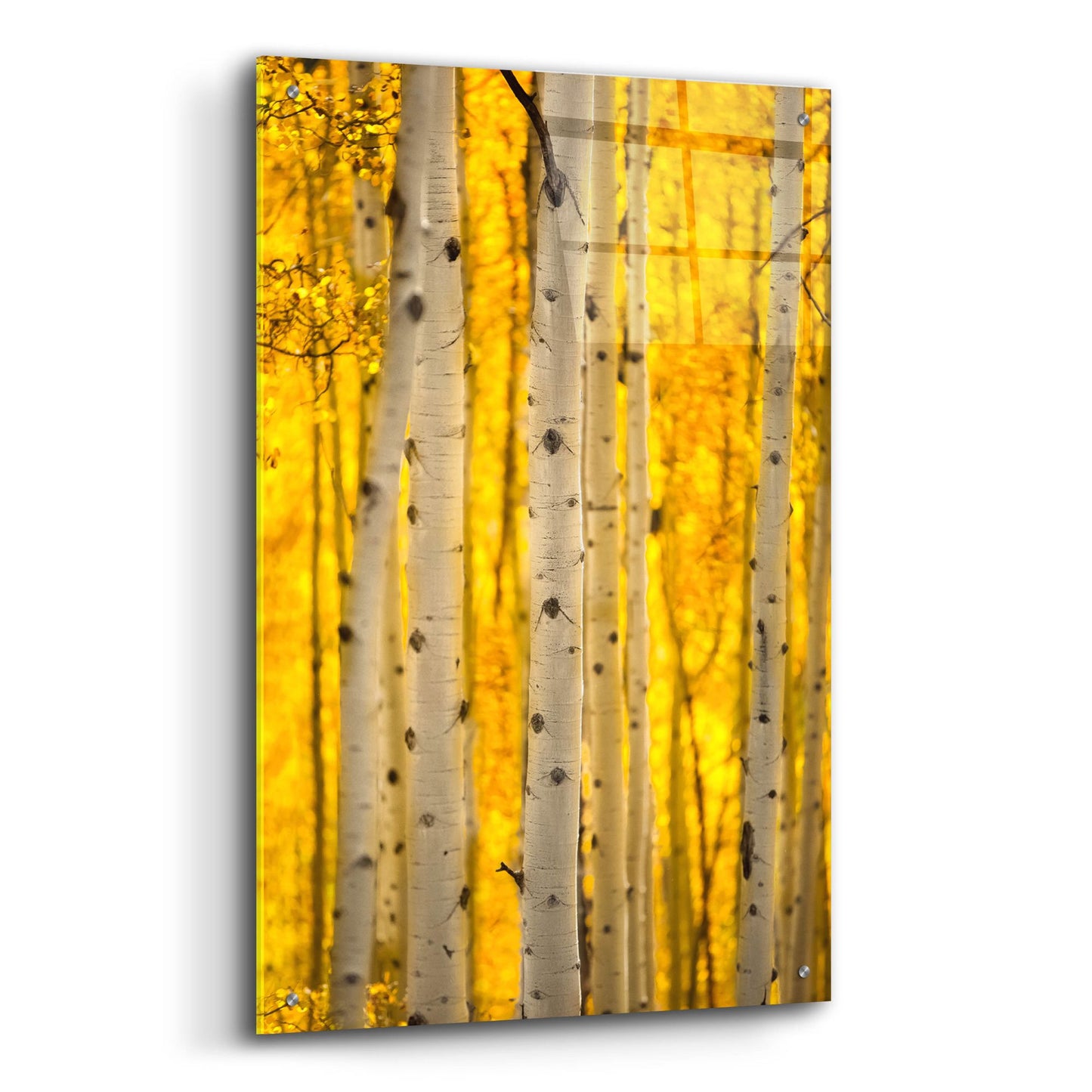 Epic Art 'Aspen Trees' by Jonathan Ross, Acrylic Glass Wall Art,24x36