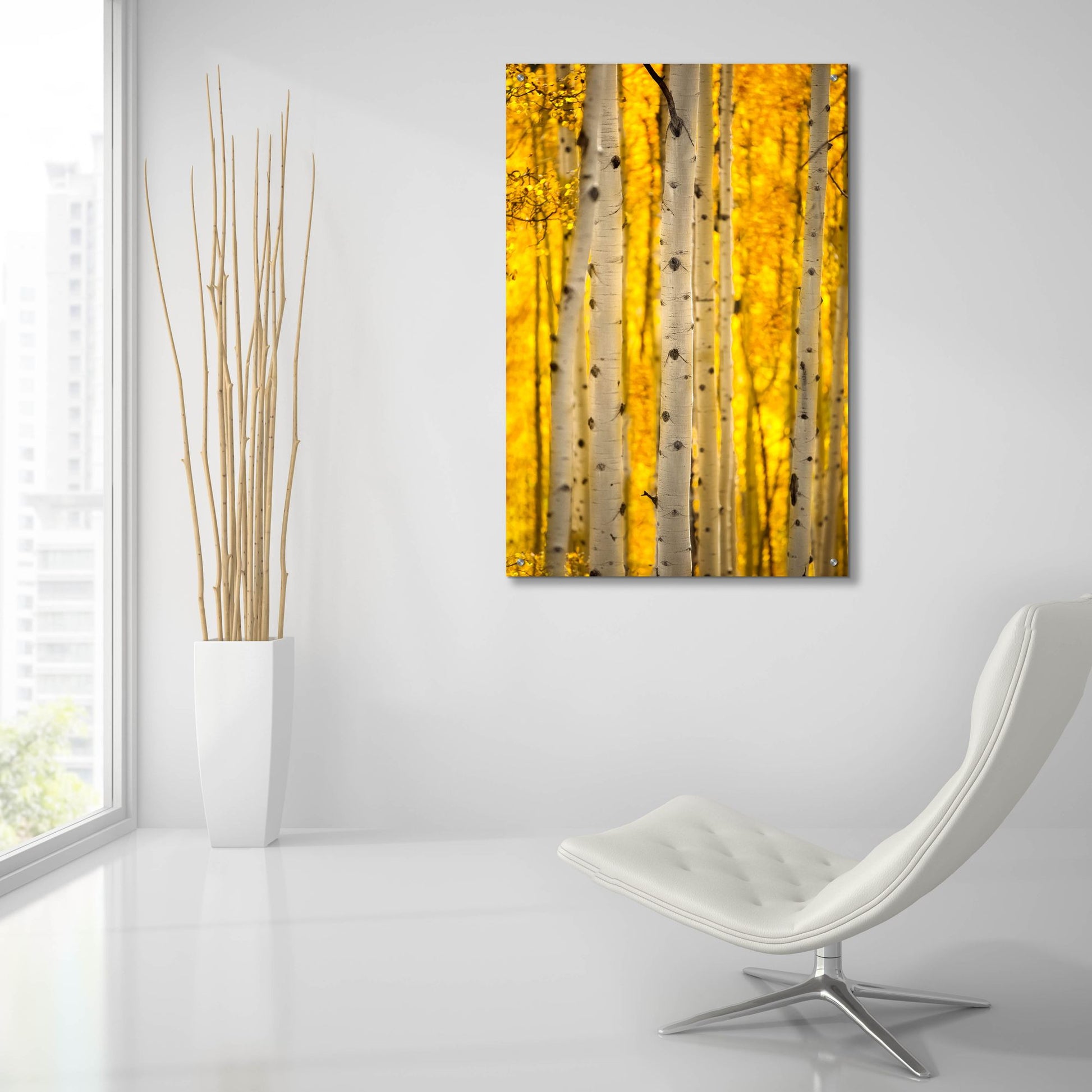 Epic Art 'Aspen Trees' by Jonathan Ross, Acrylic Glass Wall Art,24x36