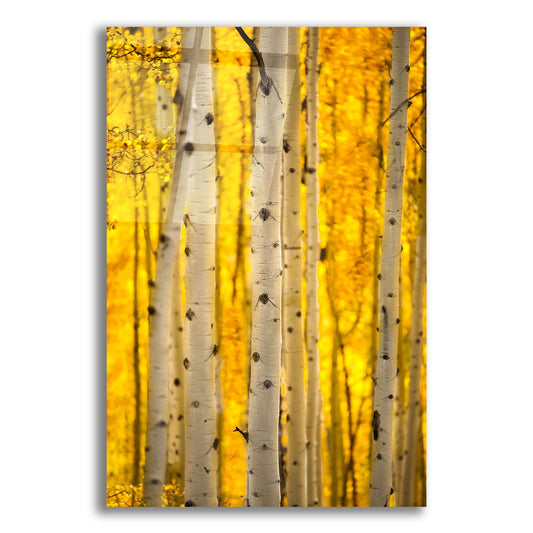 Epic Art 'Aspen Trees' by Jonathan Ross, Acrylic Glass Wall Art