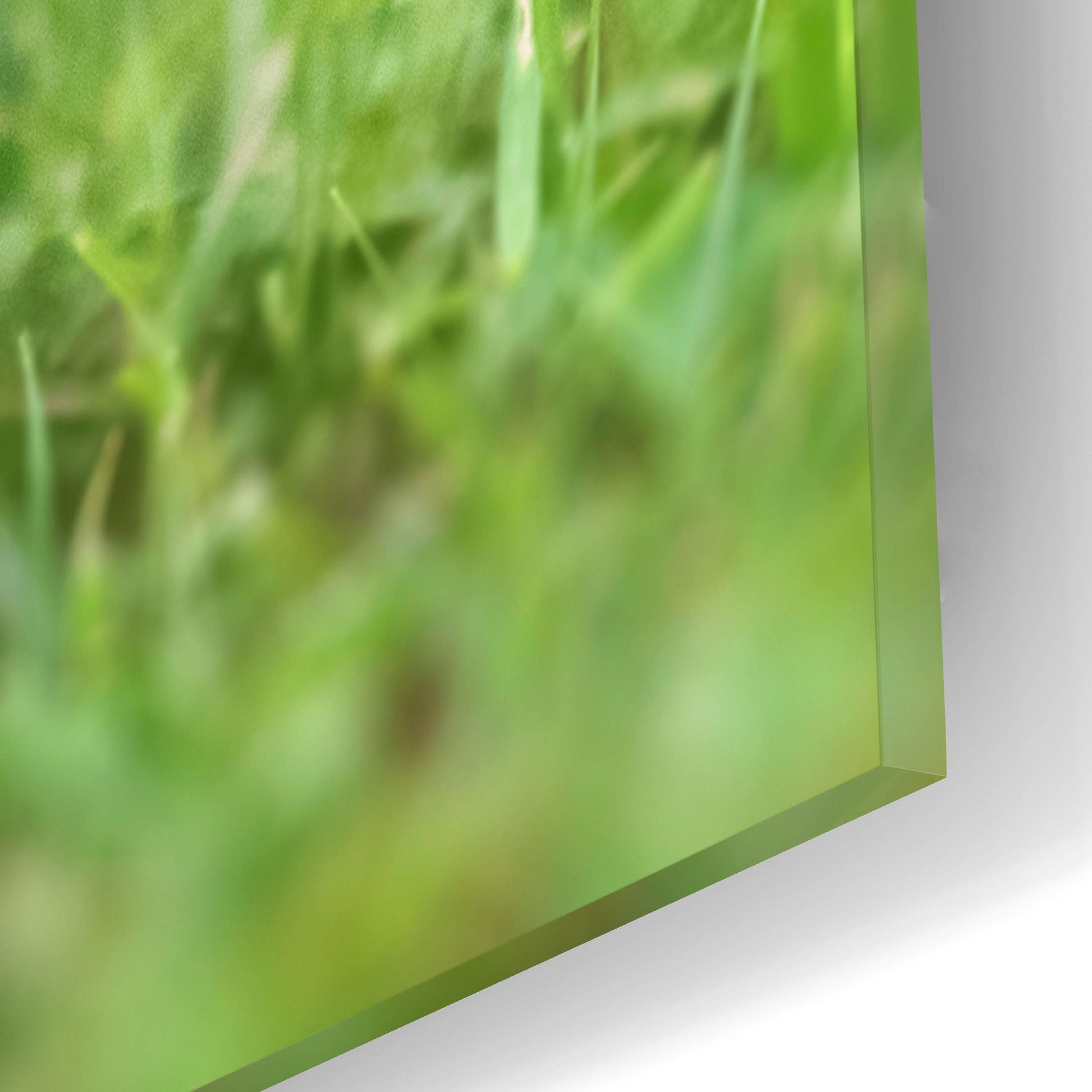 Epic Art 'Black Lab Pup 1' by Jonathan Ross, Acrylic Glass Wall Art,12x16