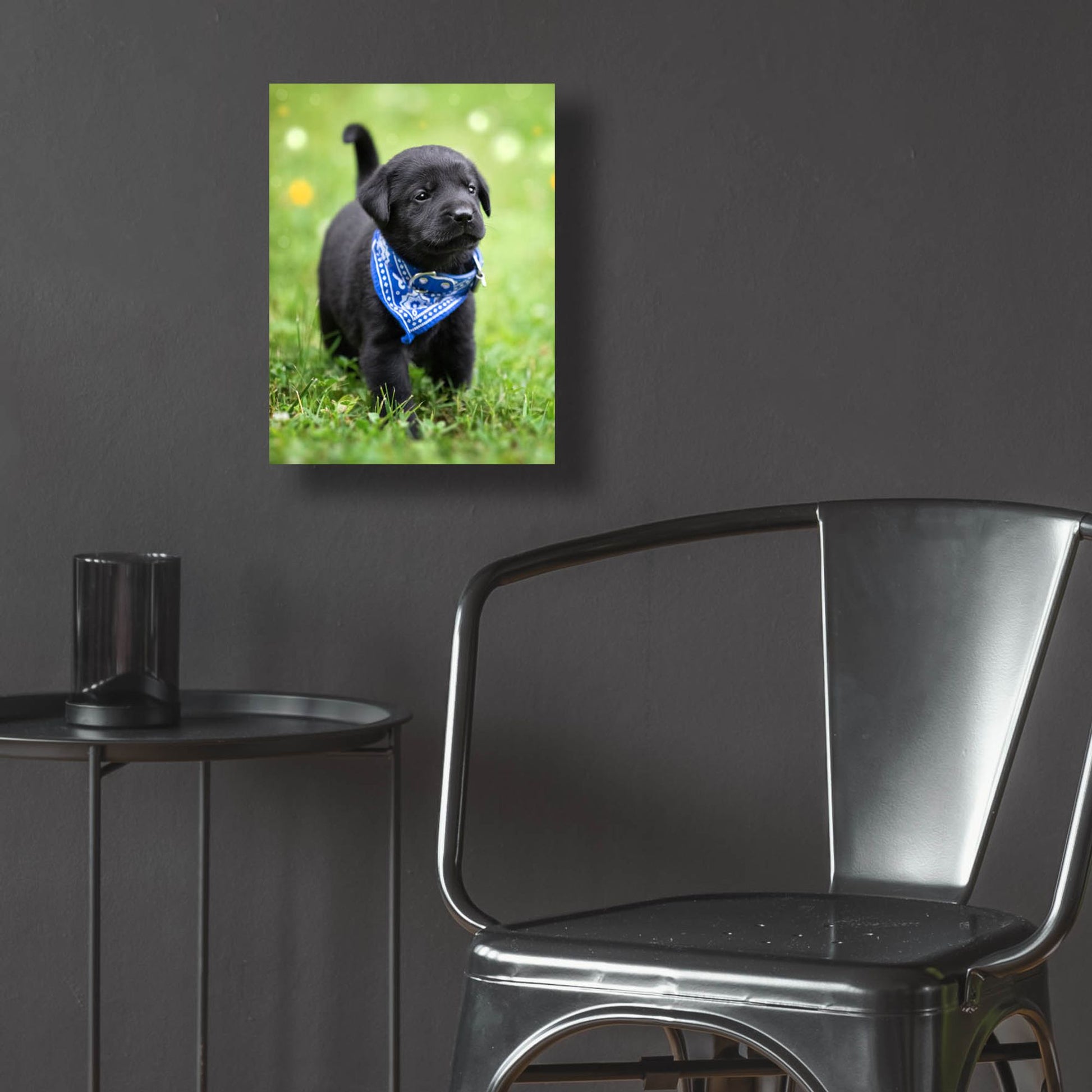 Epic Art 'Black Lab Pup 1' by Jonathan Ross, Acrylic Glass Wall Art,12x16