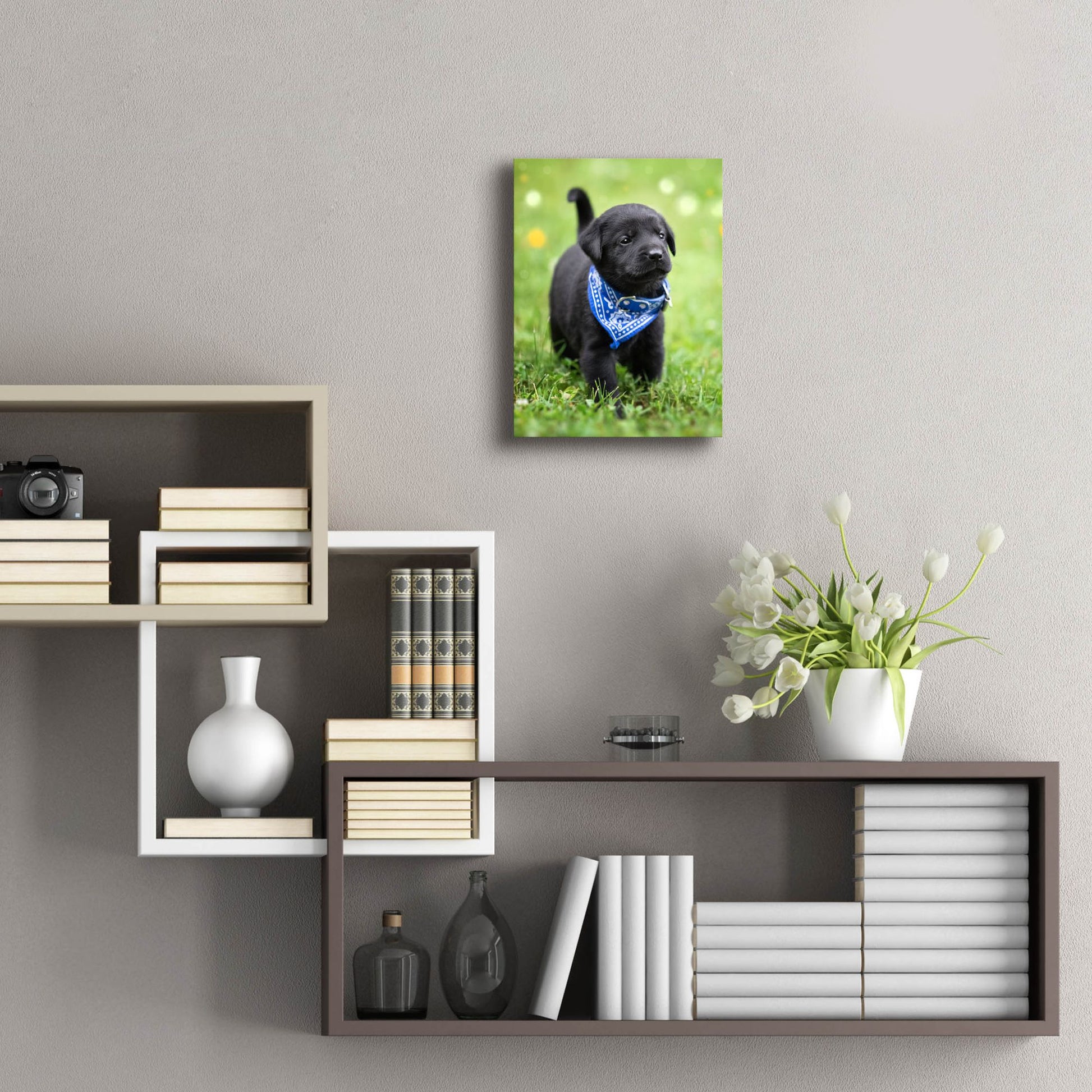 Epic Art 'Black Lab Pup 1' by Jonathan Ross, Acrylic Glass Wall Art,12x16