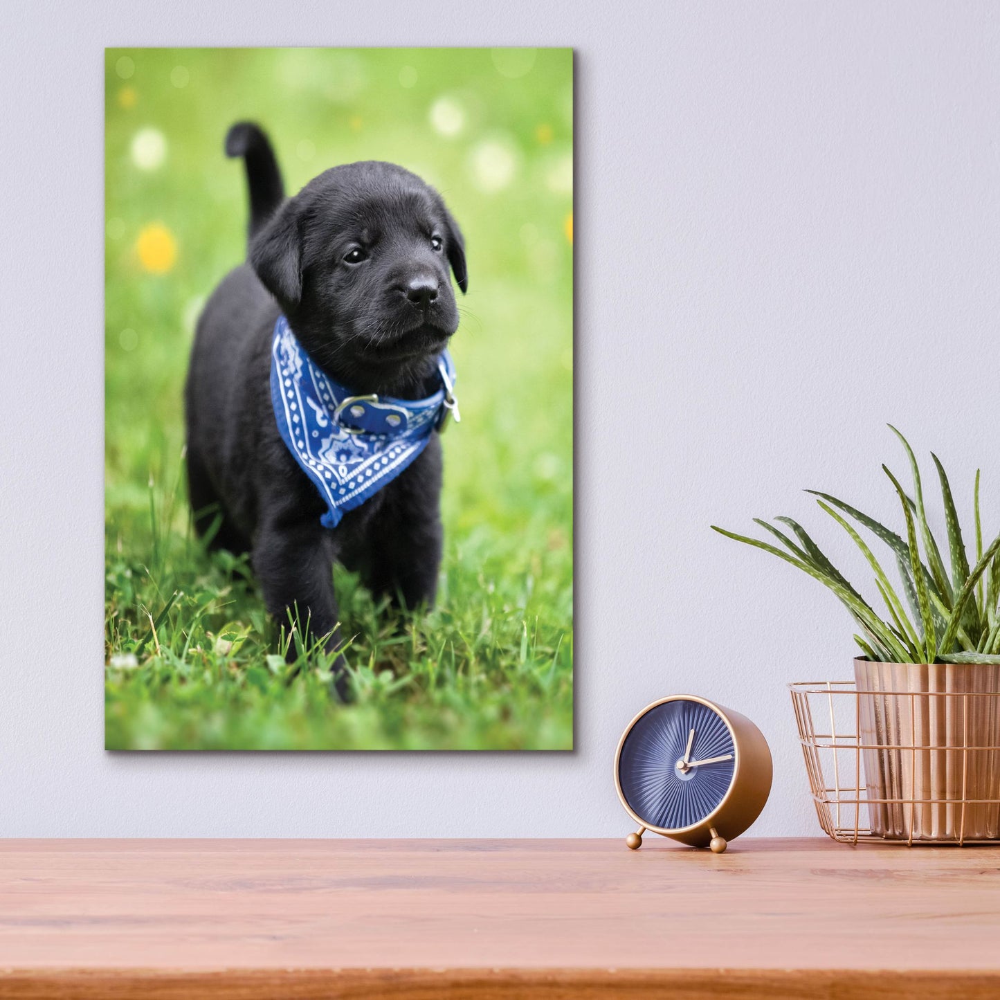 Epic Art 'Black Lab Pup 1' by Jonathan Ross, Acrylic Glass Wall Art,12x16