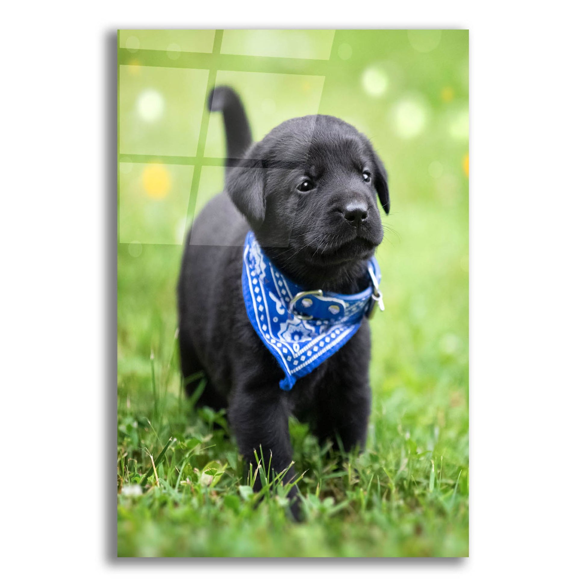 Epic Art 'Black Lab Pup 1' by Jonathan Ross, Acrylic Glass Wall Art,12x16