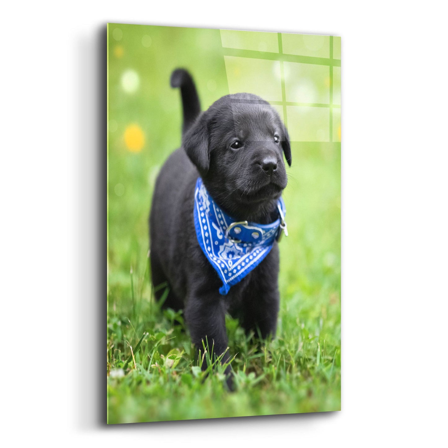 Epic Art 'Black Lab Pup 1' by Jonathan Ross, Acrylic Glass Wall Art,16x24