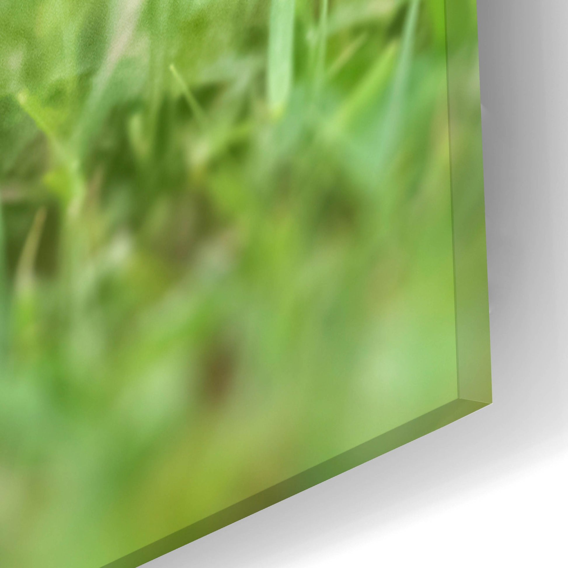 Epic Art 'Black Lab Pup 1' by Jonathan Ross, Acrylic Glass Wall Art,16x24