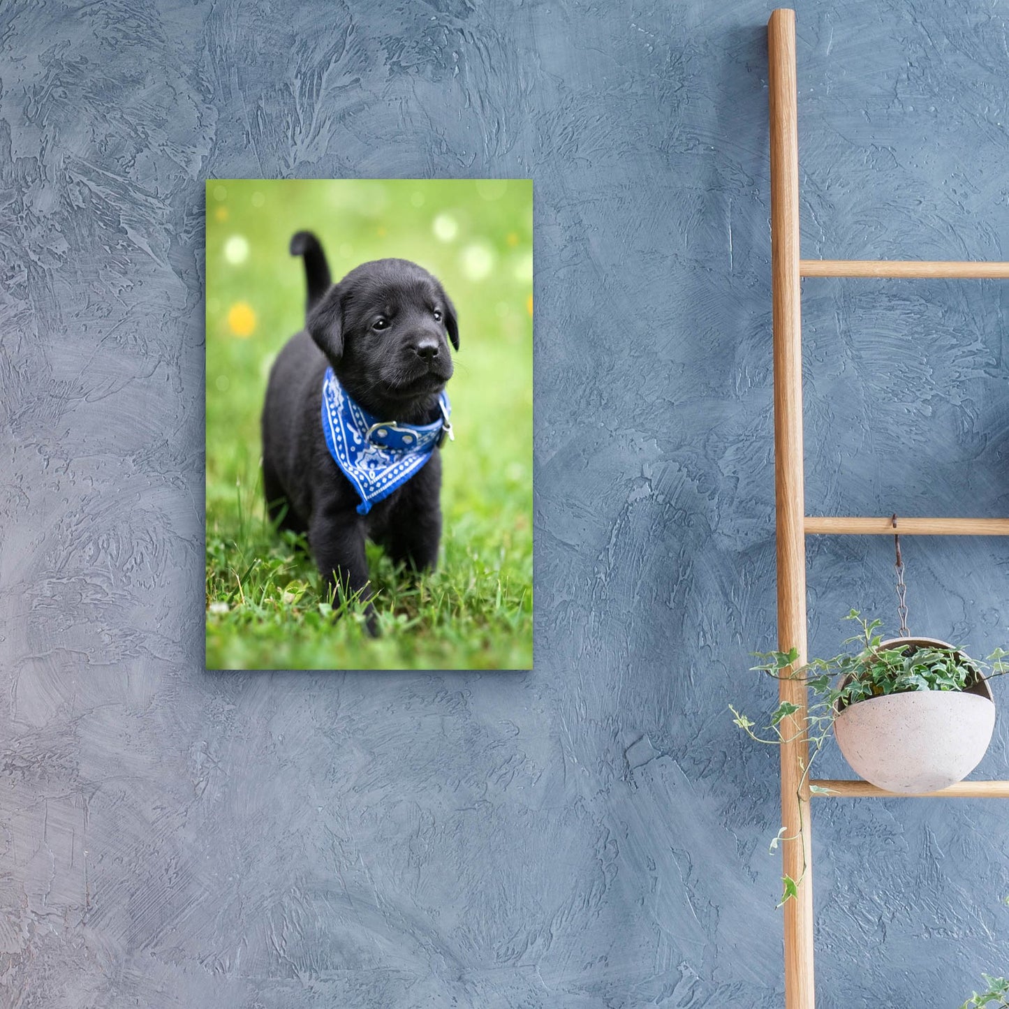 Epic Art 'Black Lab Pup 1' by Jonathan Ross, Acrylic Glass Wall Art,16x24