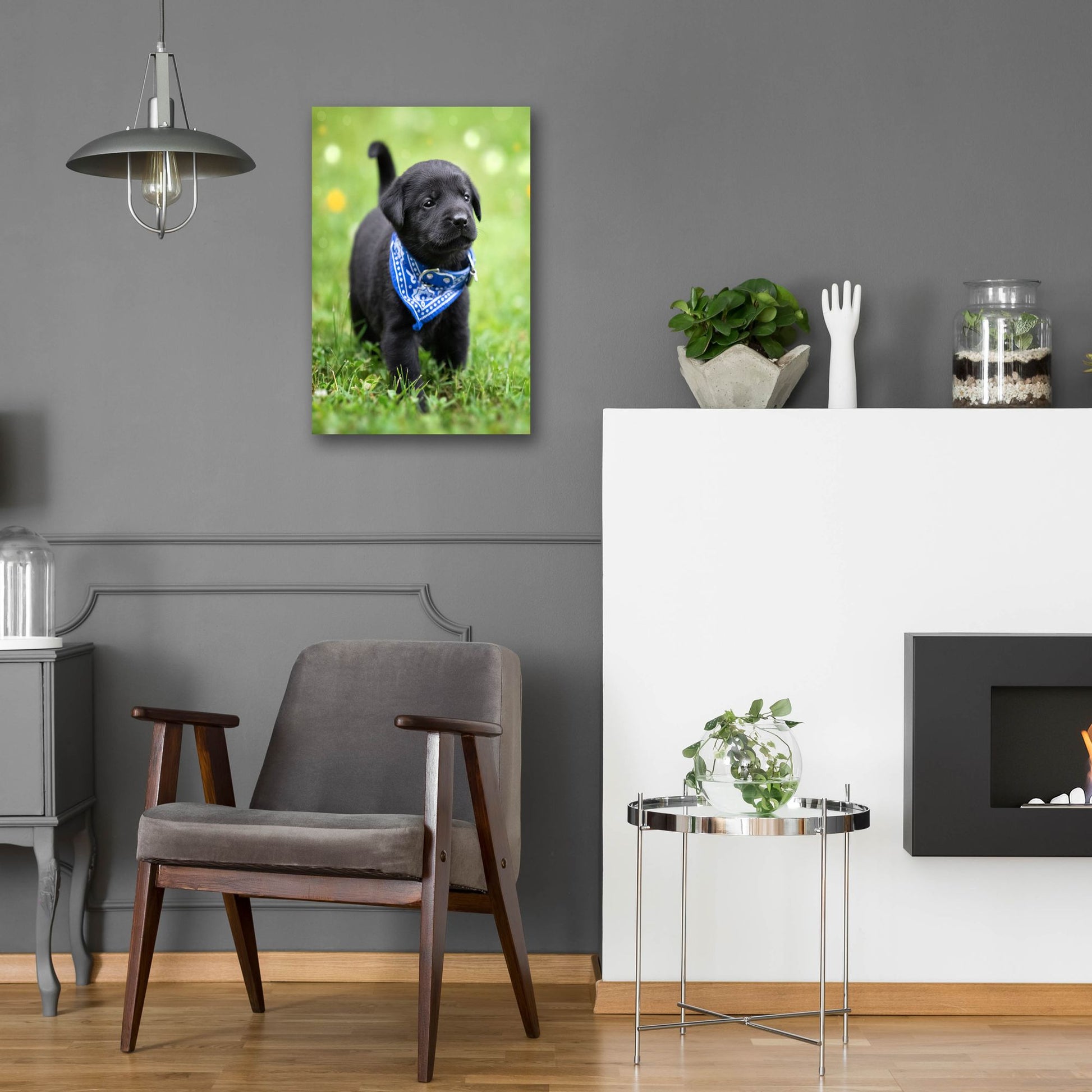 Epic Art 'Black Lab Pup 1' by Jonathan Ross, Acrylic Glass Wall Art,16x24