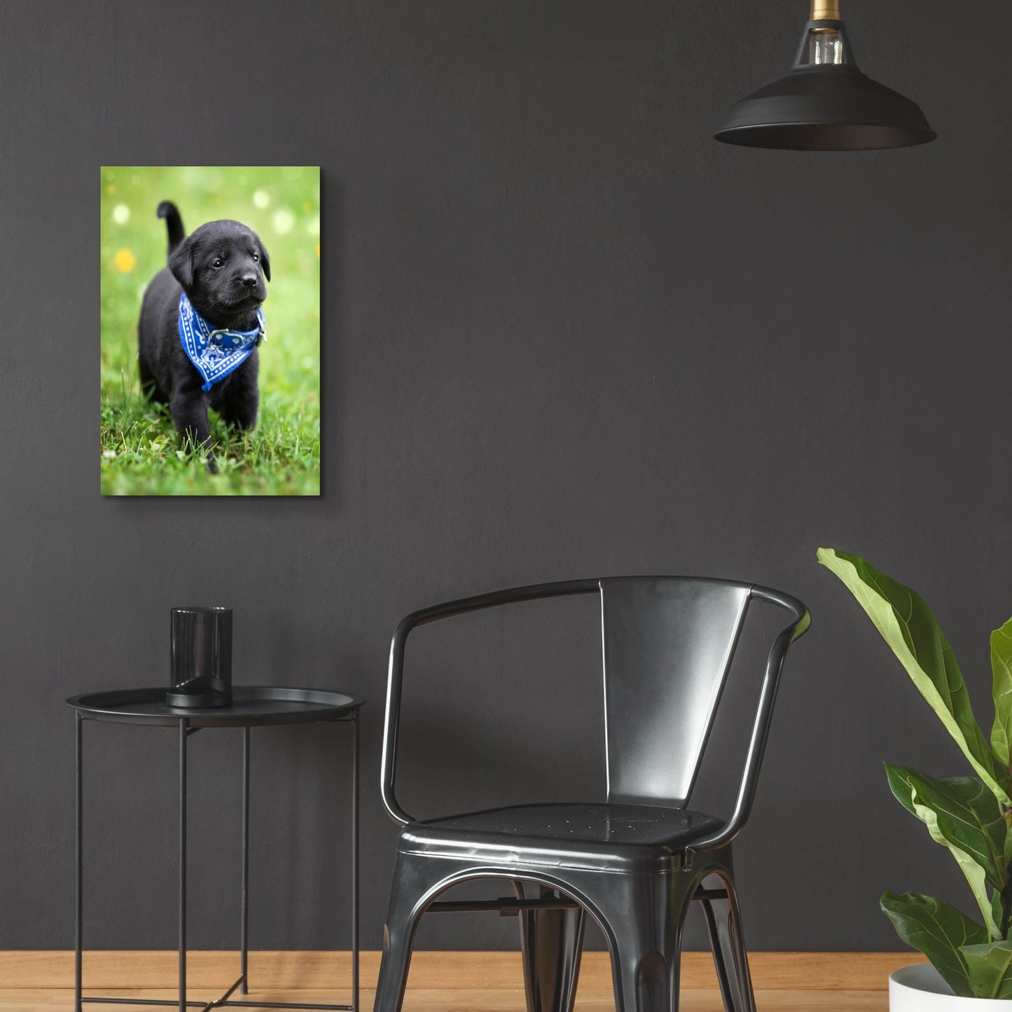 Epic Art 'Black Lab Pup 1' by Jonathan Ross, Acrylic Glass Wall Art,16x24
