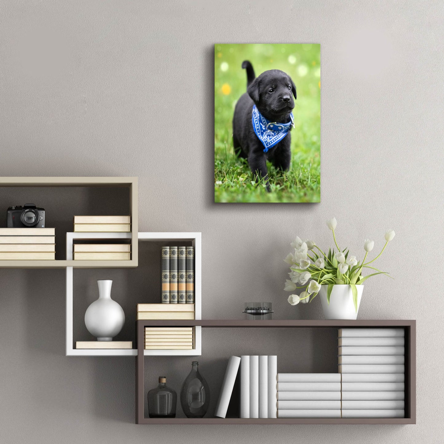 Epic Art 'Black Lab Pup 1' by Jonathan Ross, Acrylic Glass Wall Art,16x24