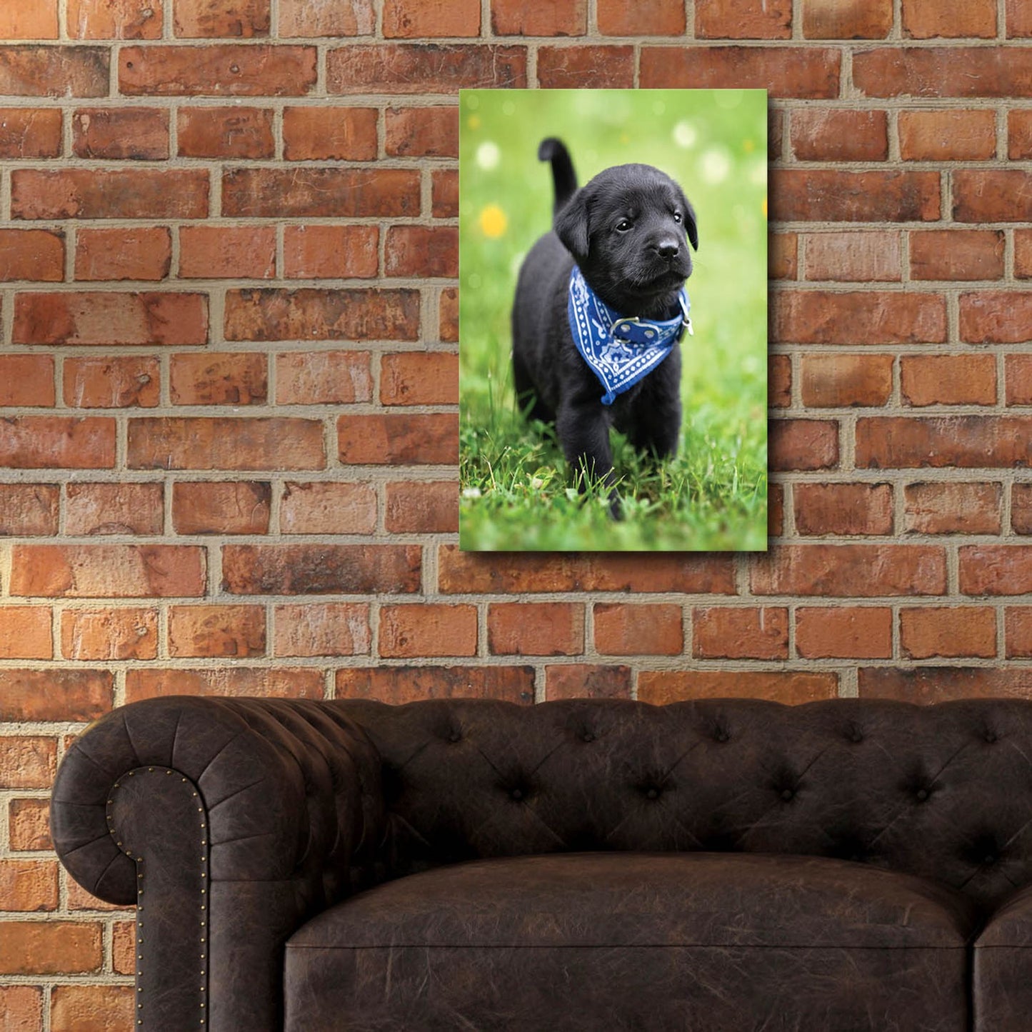 Epic Art 'Black Lab Pup 1' by Jonathan Ross, Acrylic Glass Wall Art,16x24