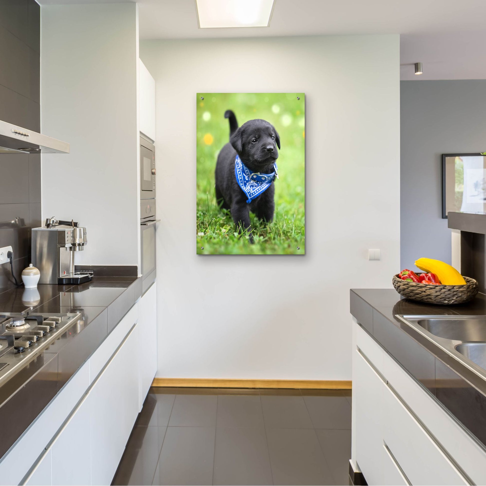Epic Art 'Black Lab Pup 1' by Jonathan Ross, Acrylic Glass Wall Art,24x36