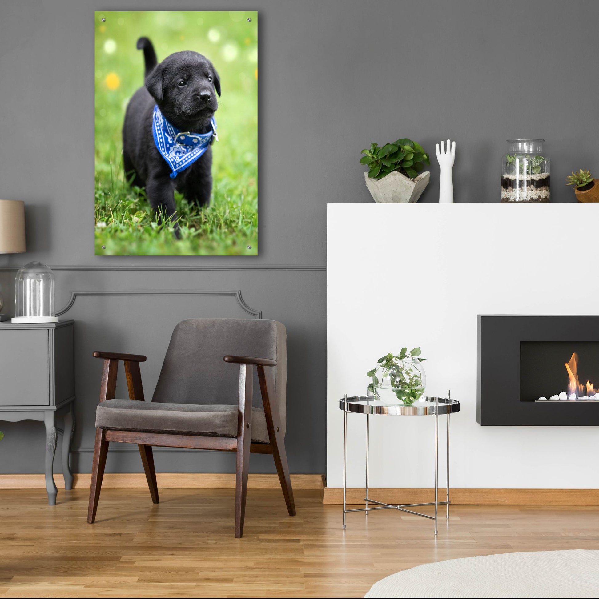 Epic Art 'Black Lab Pup 1' by Jonathan Ross, Acrylic Glass Wall Art,24x36