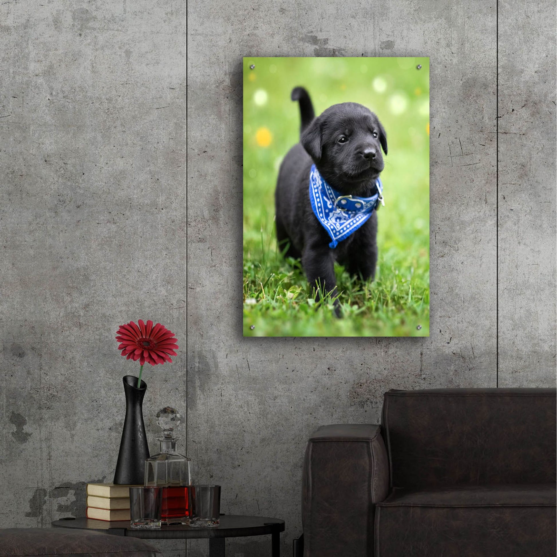 Epic Art 'Black Lab Pup 1' by Jonathan Ross, Acrylic Glass Wall Art,24x36