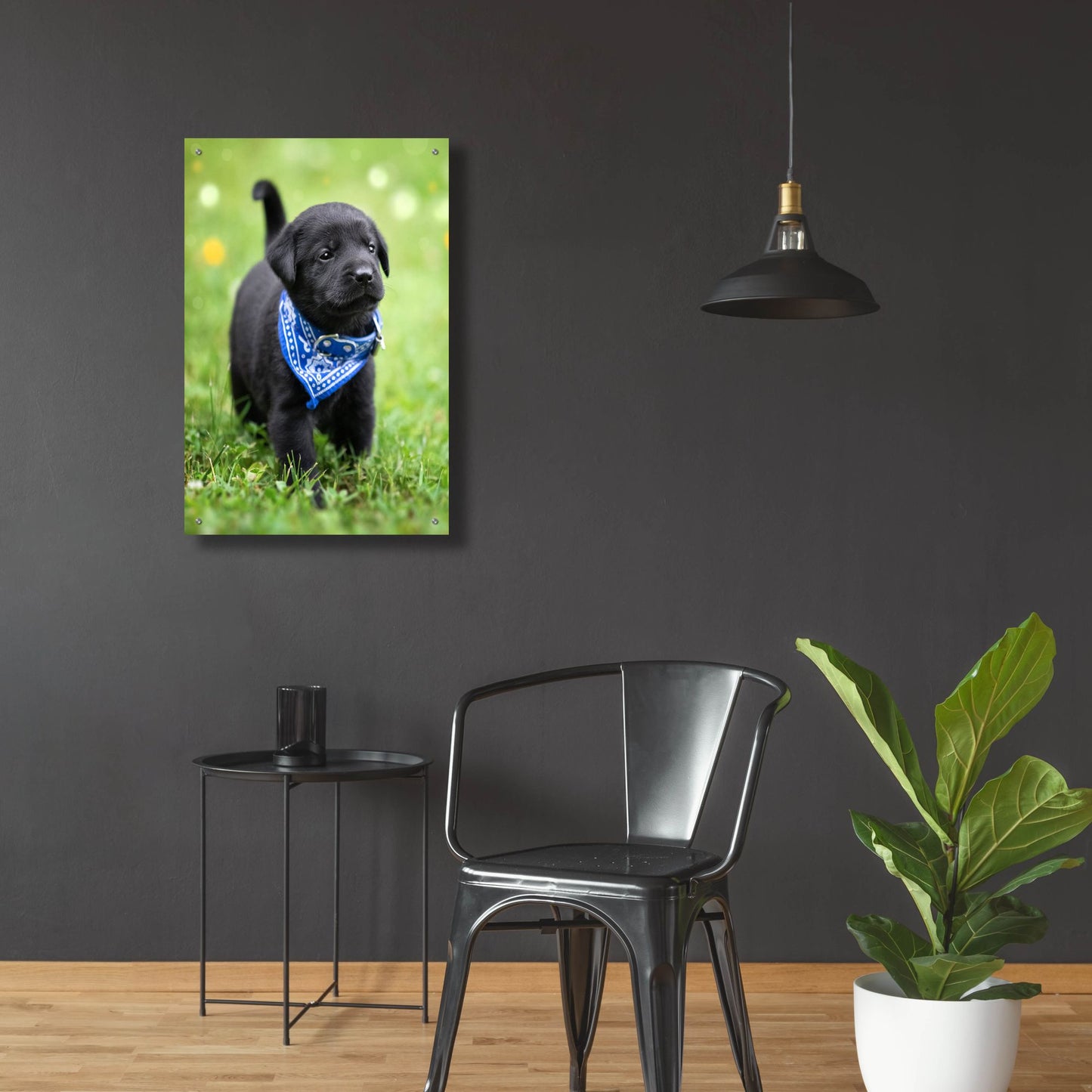 Epic Art 'Black Lab Pup 1' by Jonathan Ross, Acrylic Glass Wall Art,24x36