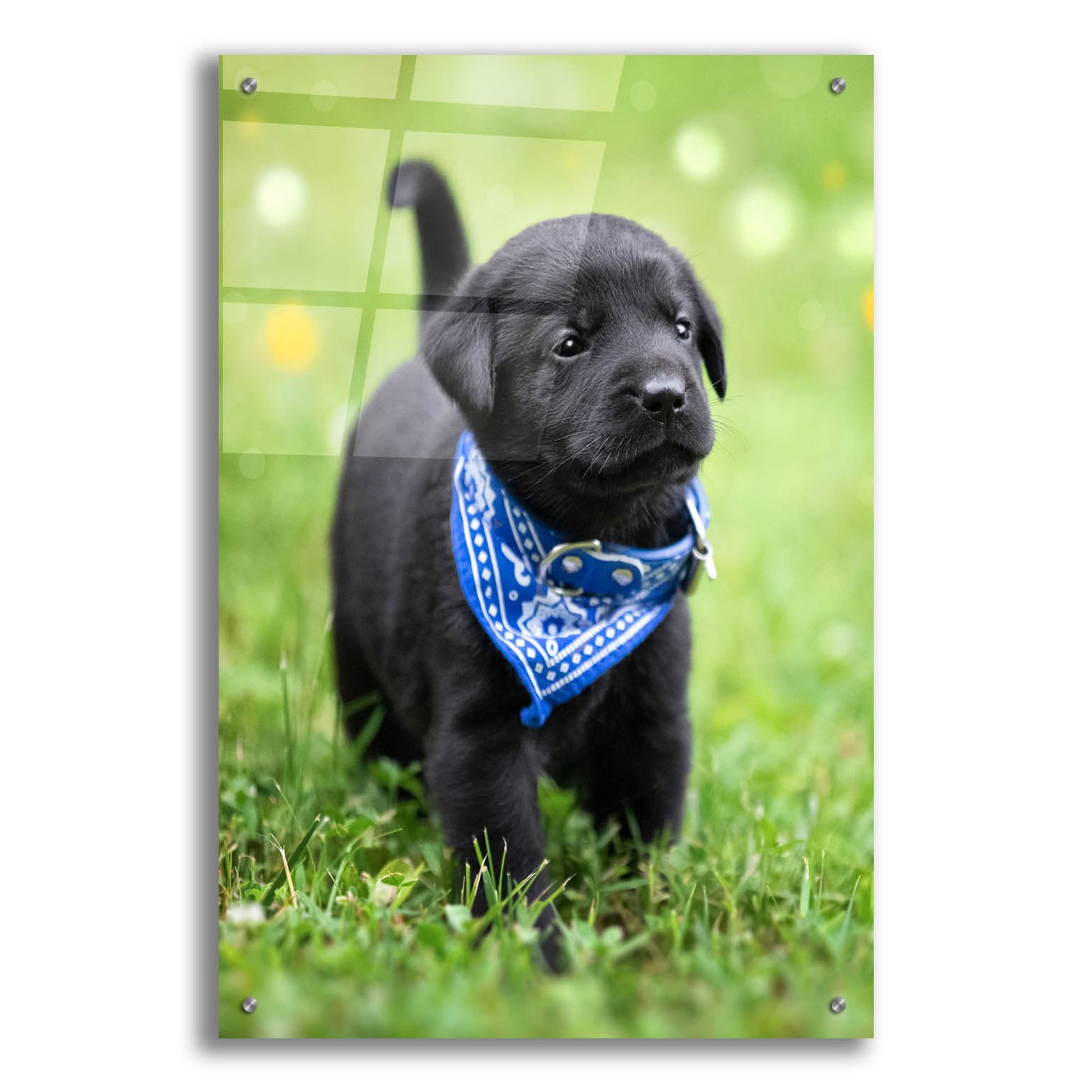 Epic Art 'Black Lab Pup 1' by Jonathan Ross, Acrylic Glass Wall Art,24x36