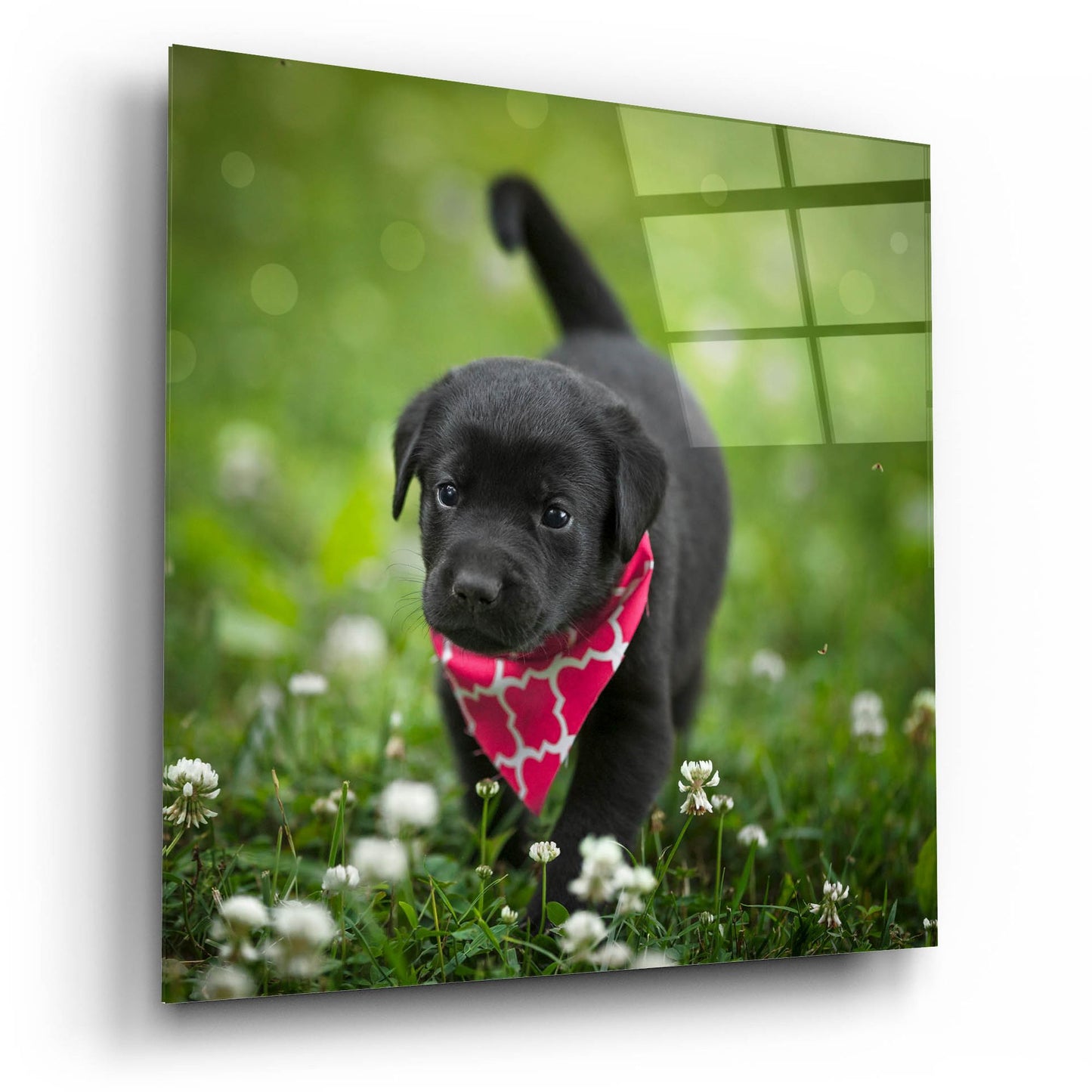 Epic Art 'Black Lab Pup 3' by Jonathan Ross, Acrylic Glass Wall Art,12x12