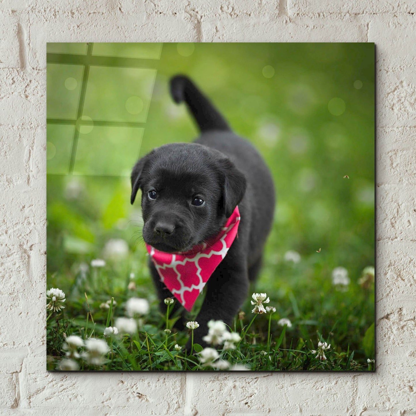 Epic Art 'Black Lab Pup 3' by Jonathan Ross, Acrylic Glass Wall Art,12x12