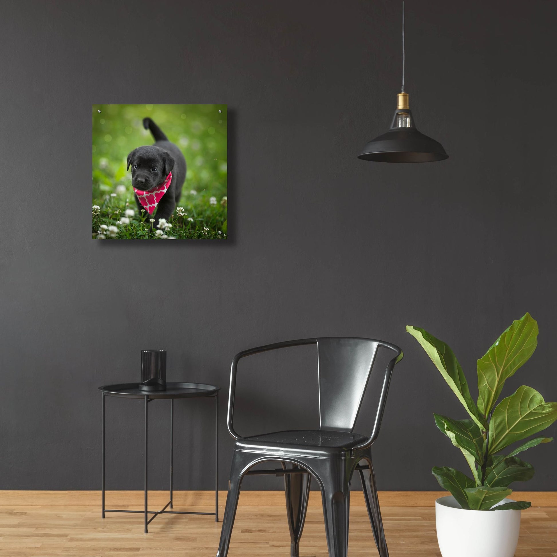 Epic Art 'Black Lab Pup 3' by Jonathan Ross, Acrylic Glass Wall Art,24x24