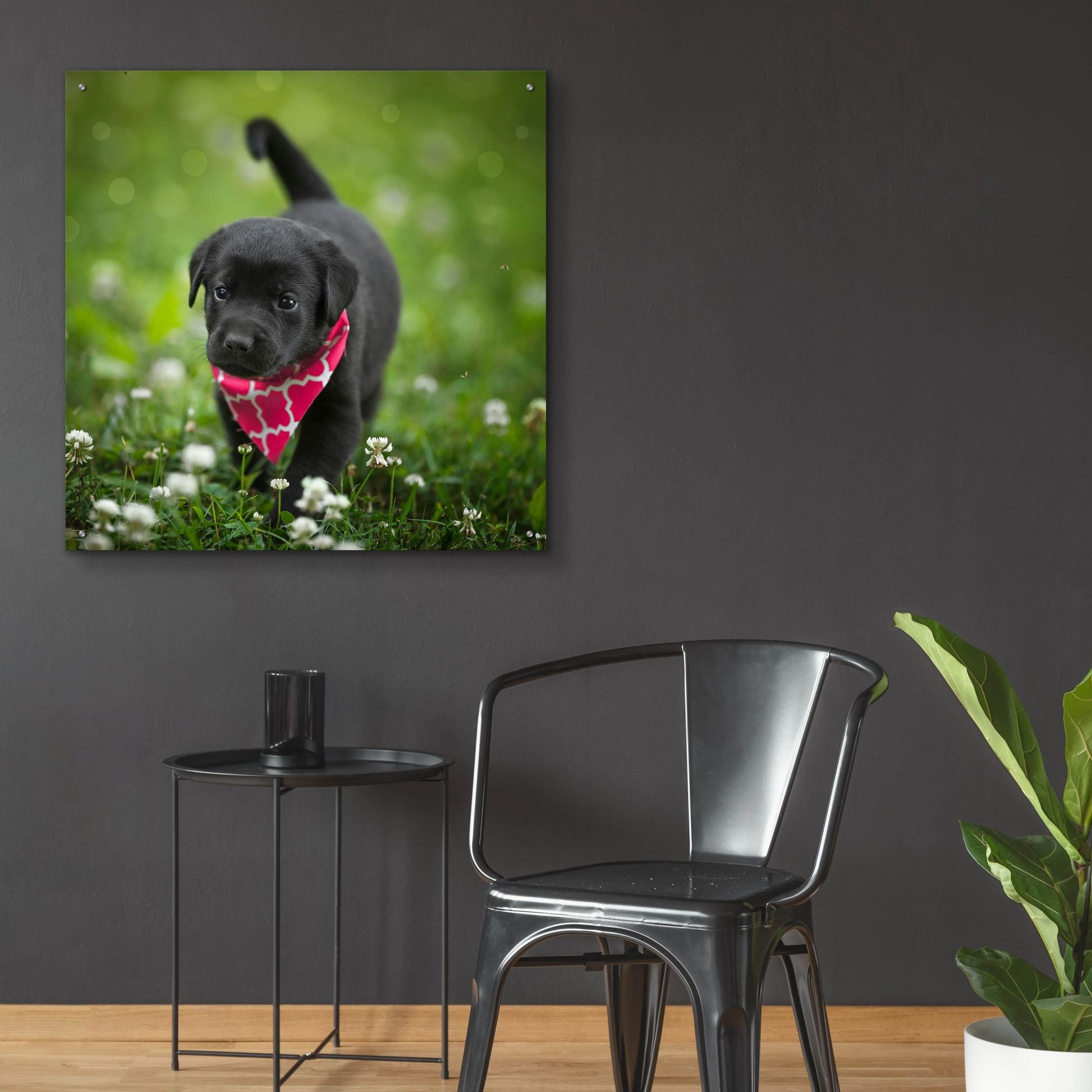 Epic Art 'Black Lab Pup 3' by Jonathan Ross, Acrylic Glass Wall Art,36x36