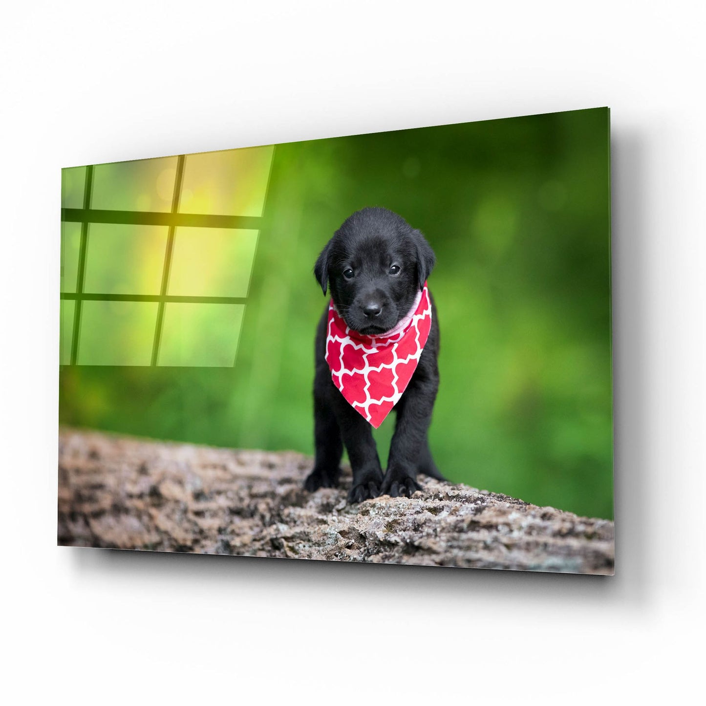 Epic Art 'Black Lab Pup 4' by Jonathan Ross, Acrylic Glass Wall Art,16x12