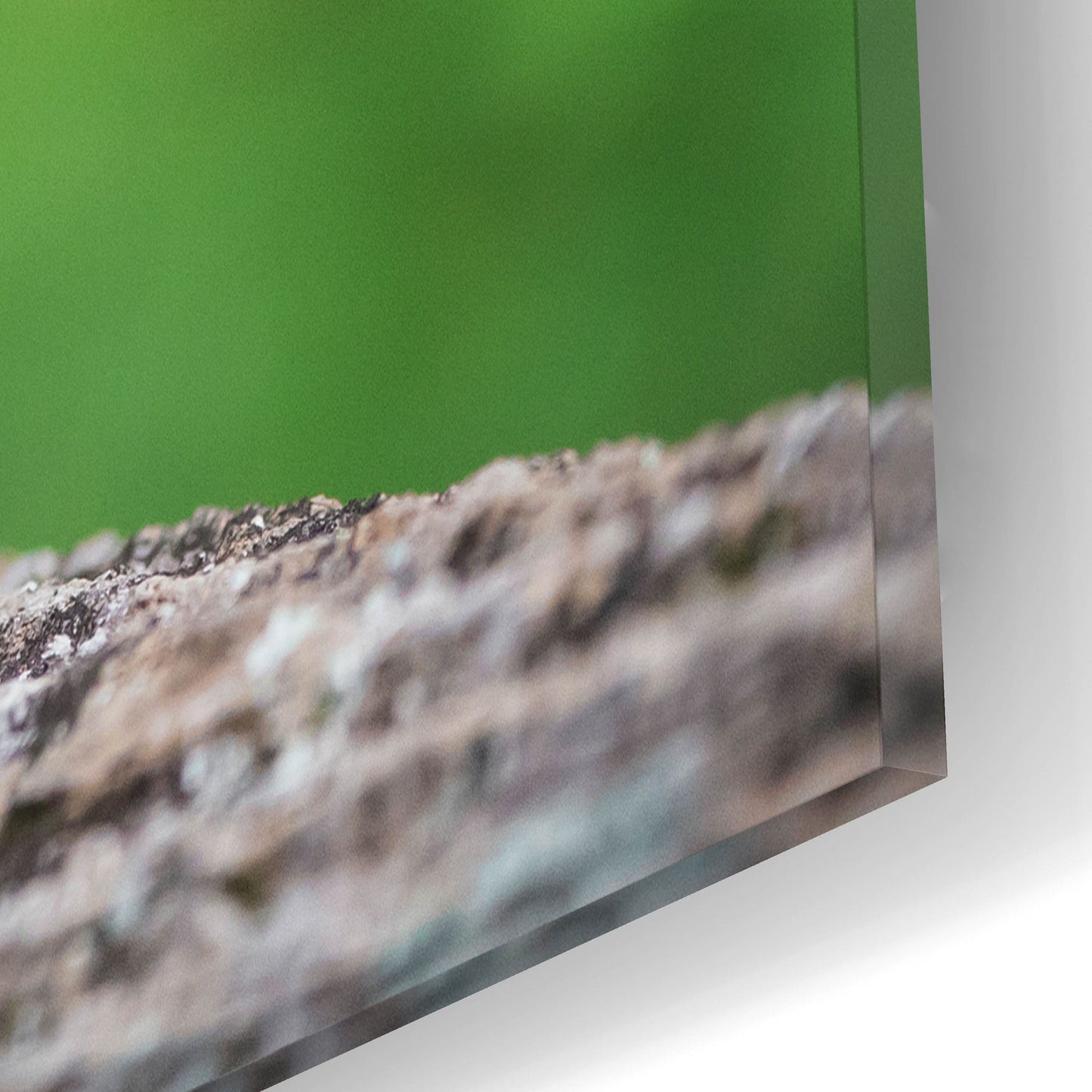 Epic Art 'Black Lab Pup 4' by Jonathan Ross, Acrylic Glass Wall Art,16x12