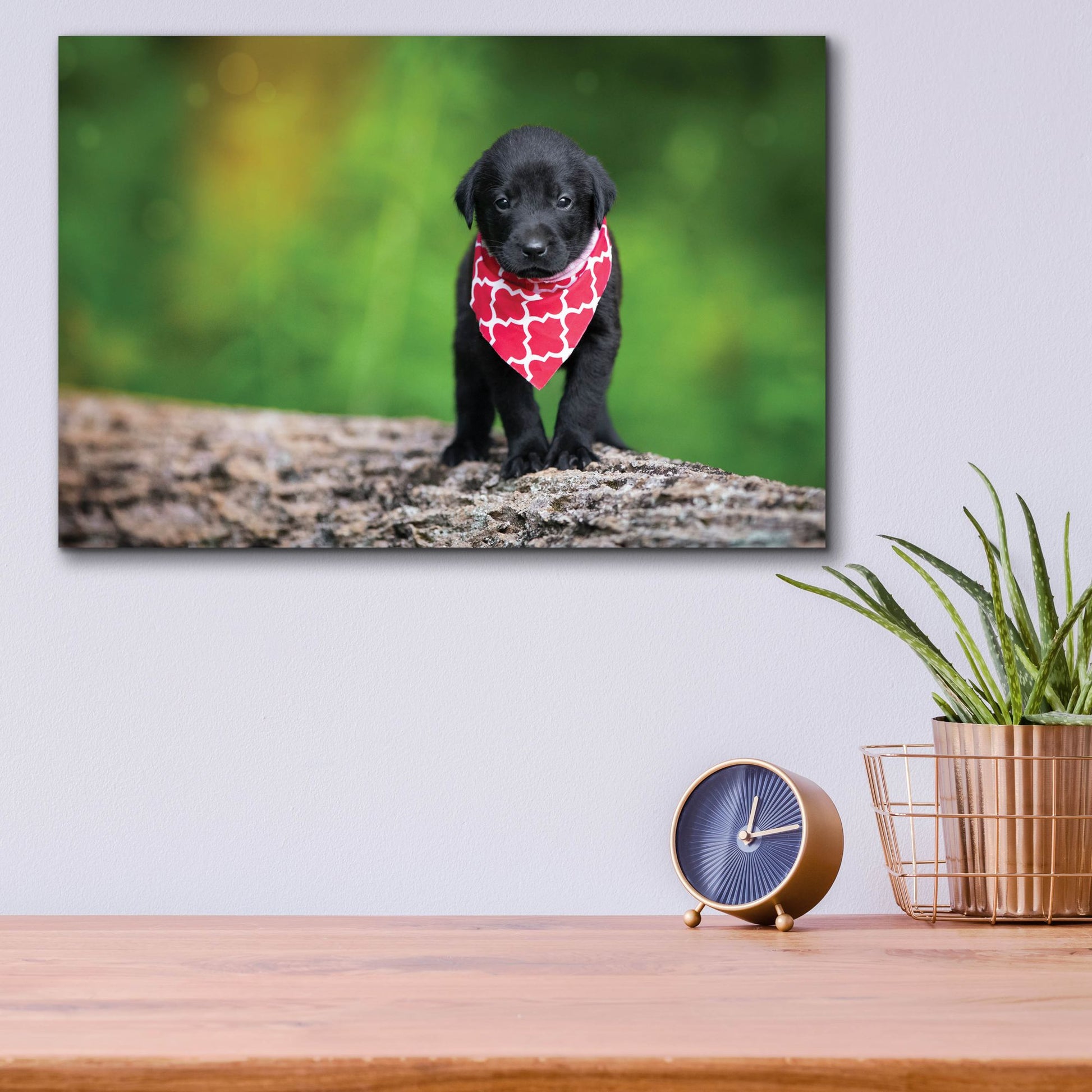 Epic Art 'Black Lab Pup 4' by Jonathan Ross, Acrylic Glass Wall Art,16x12